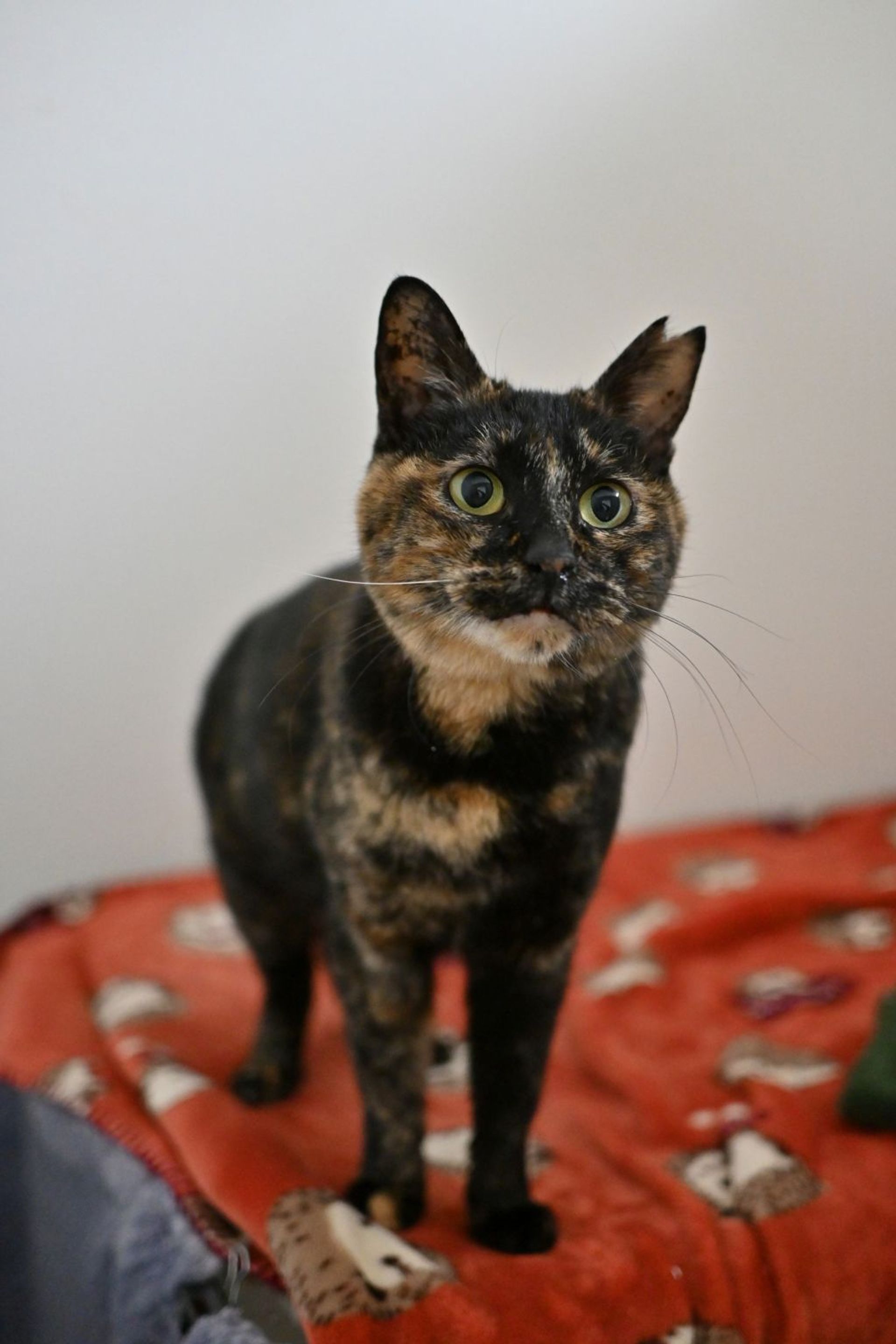 thumbnail-7