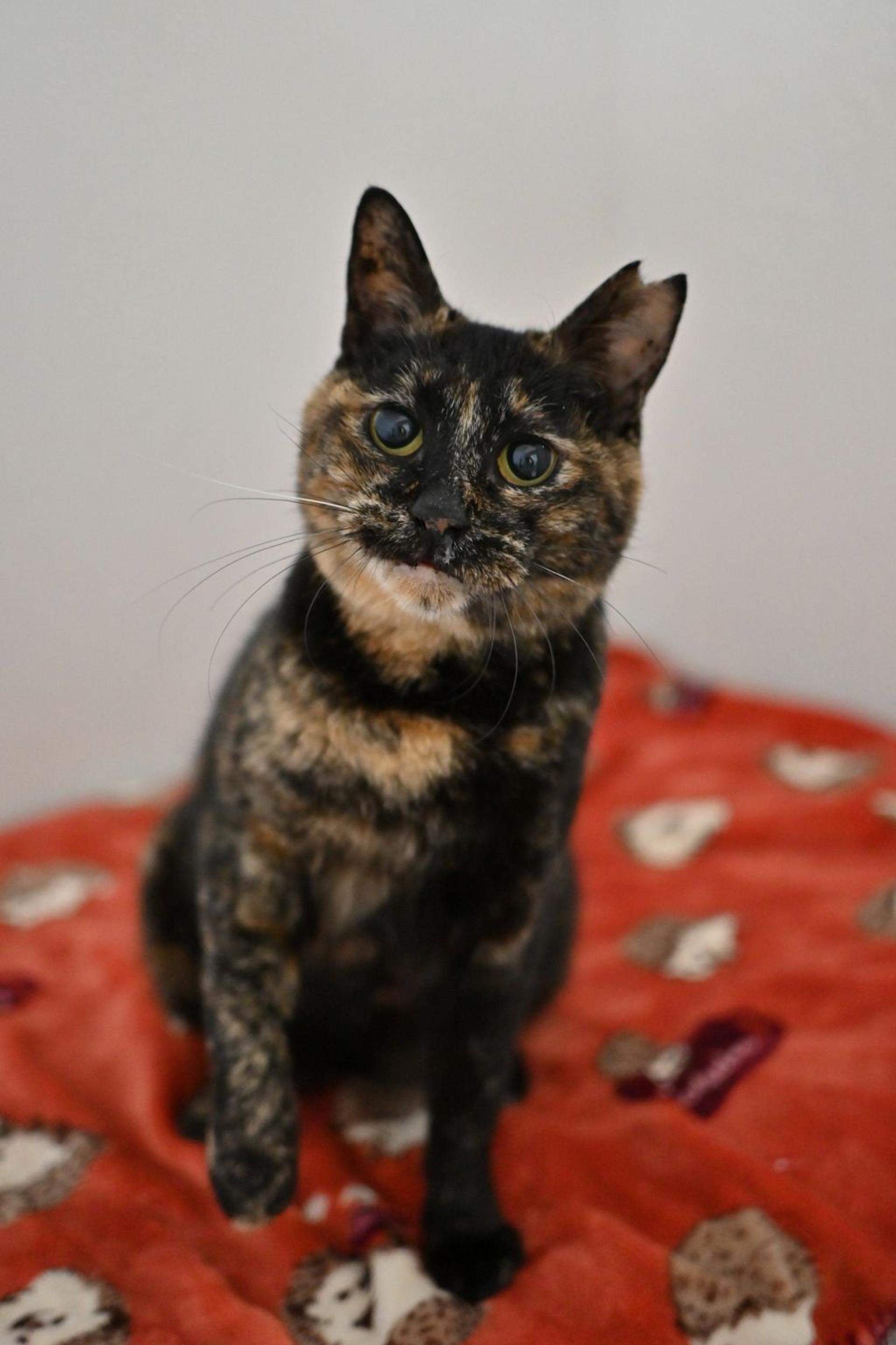 pet-image-9