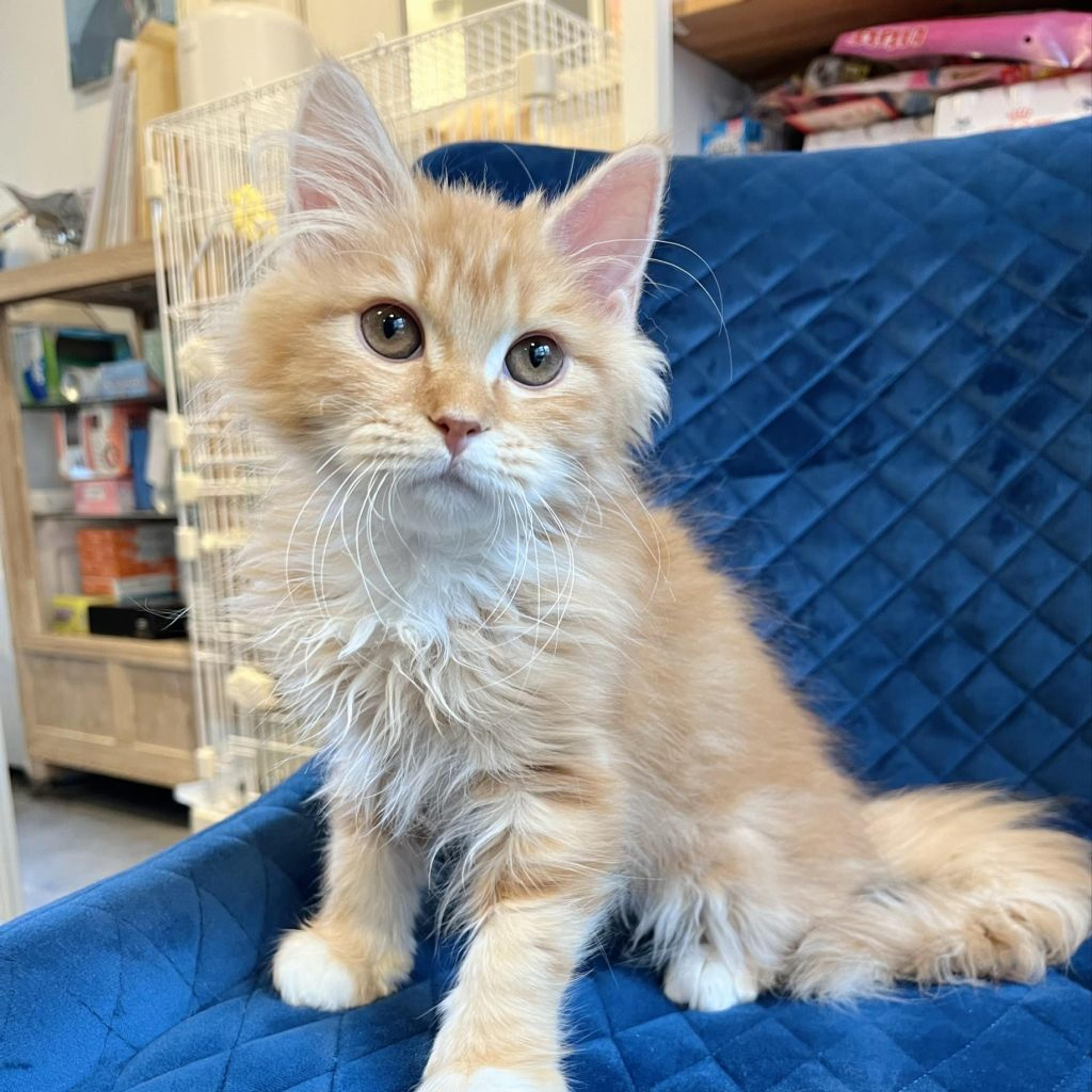 pet-image-4