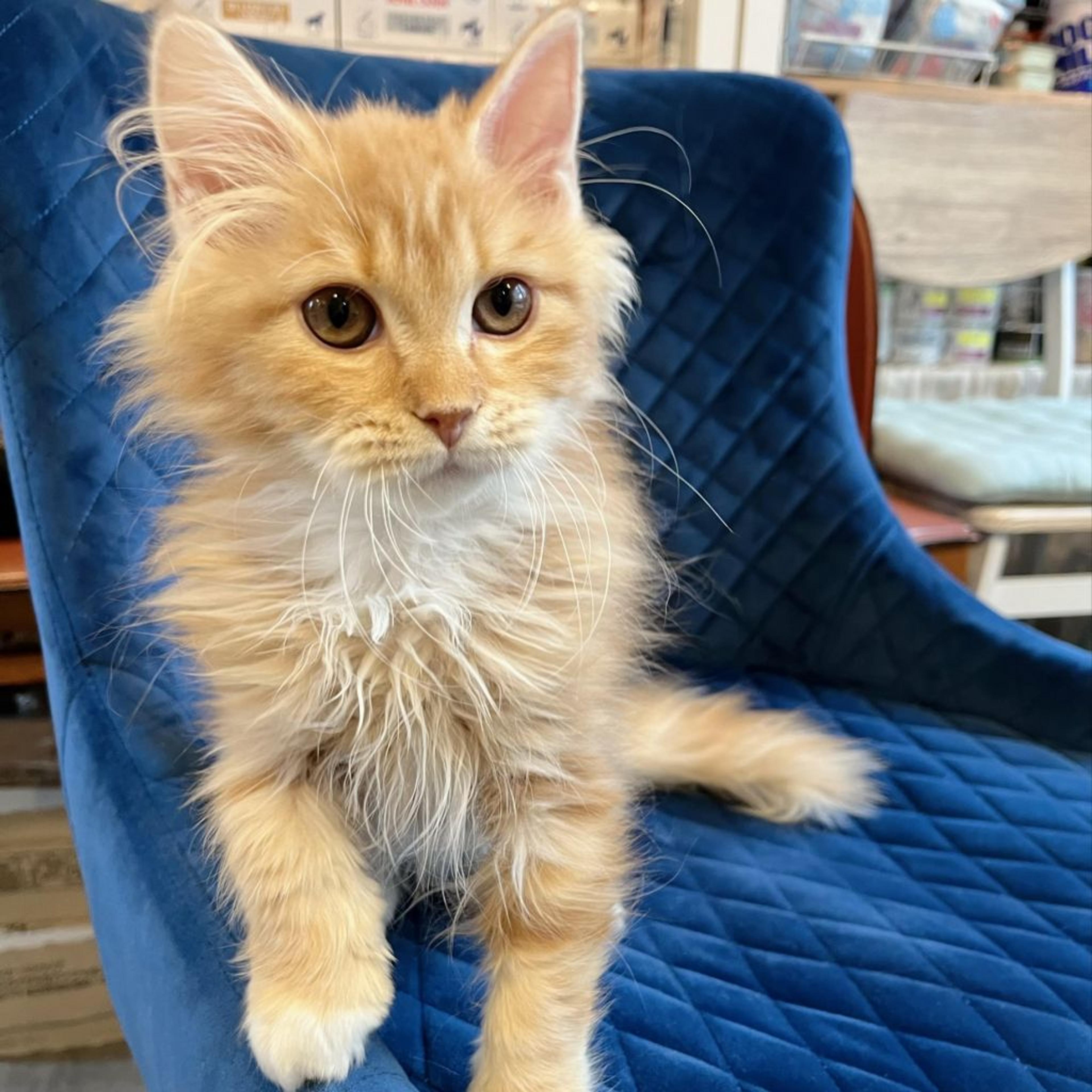 pet-image-5