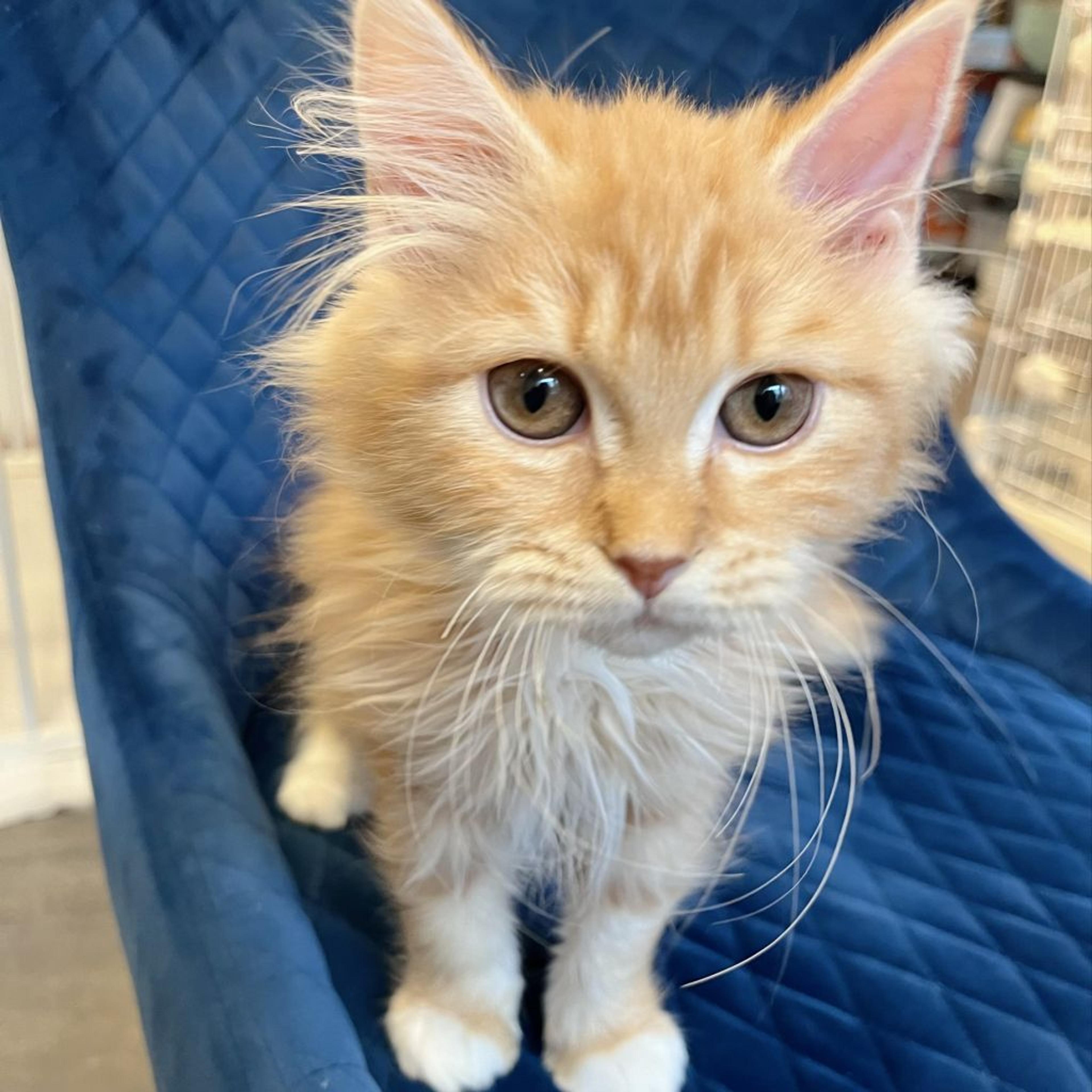 pet-image-7