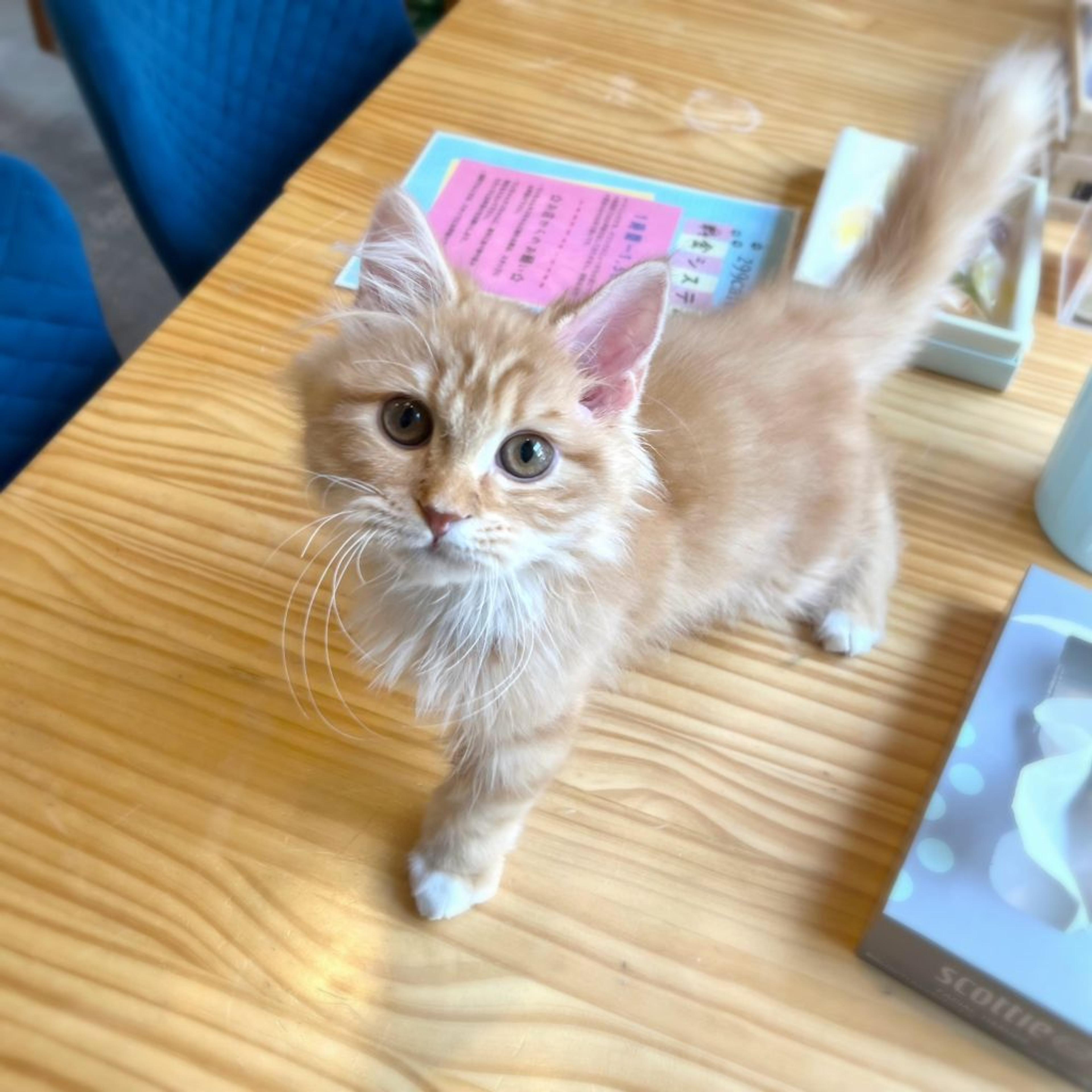 pet-image-2