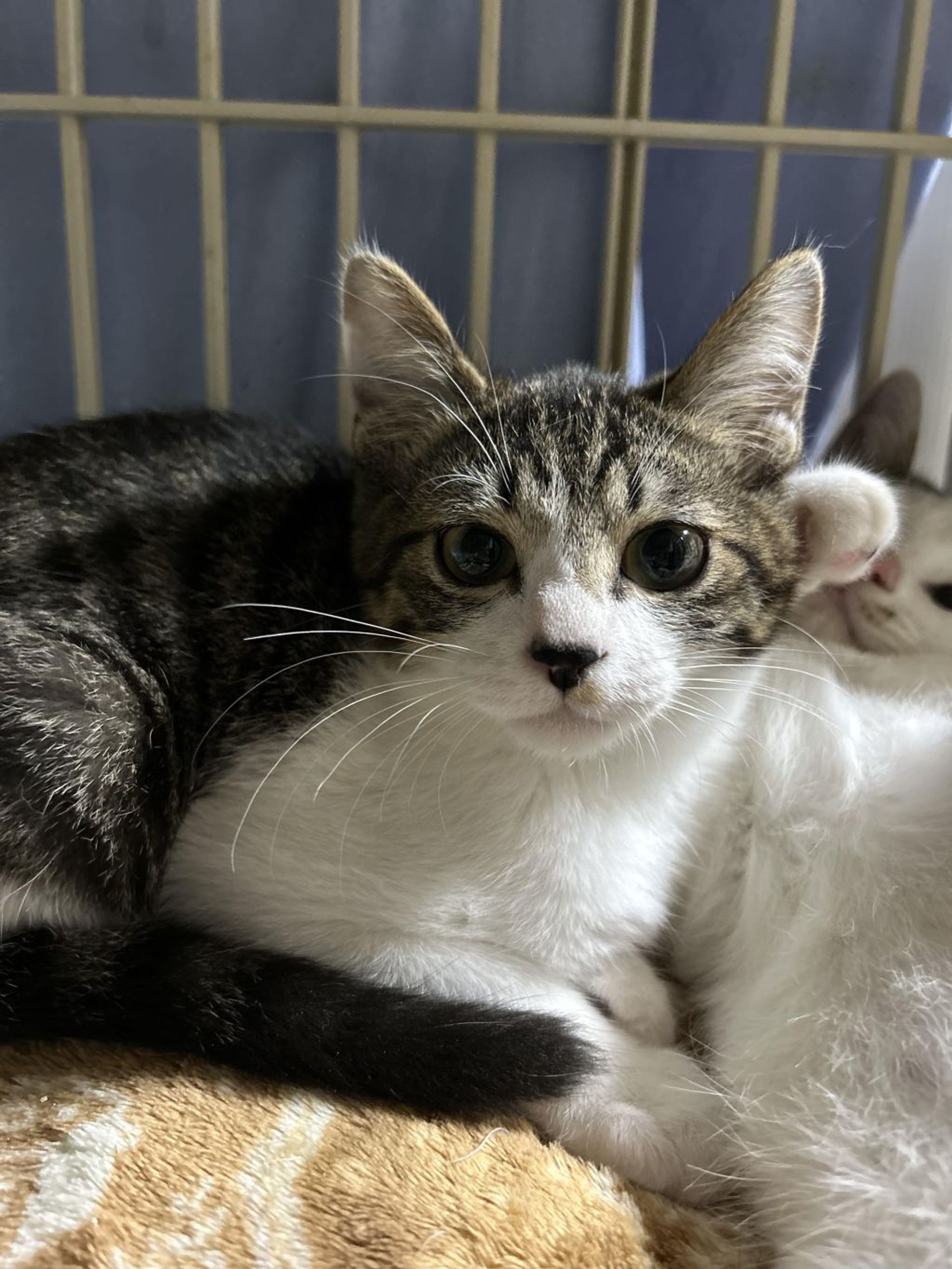 雑種（ミックス猫）・オスの里親募集の写真