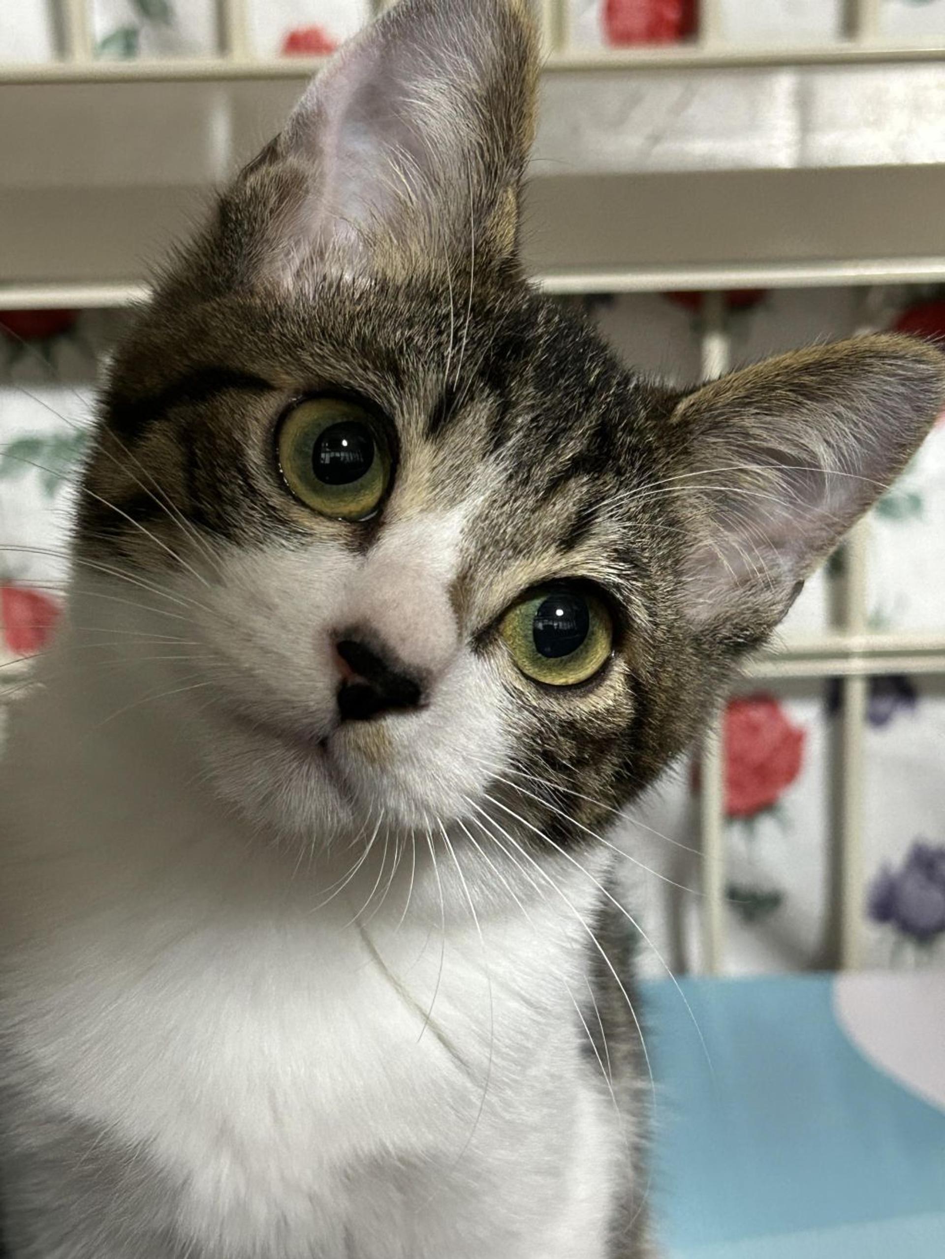 pet-image-2