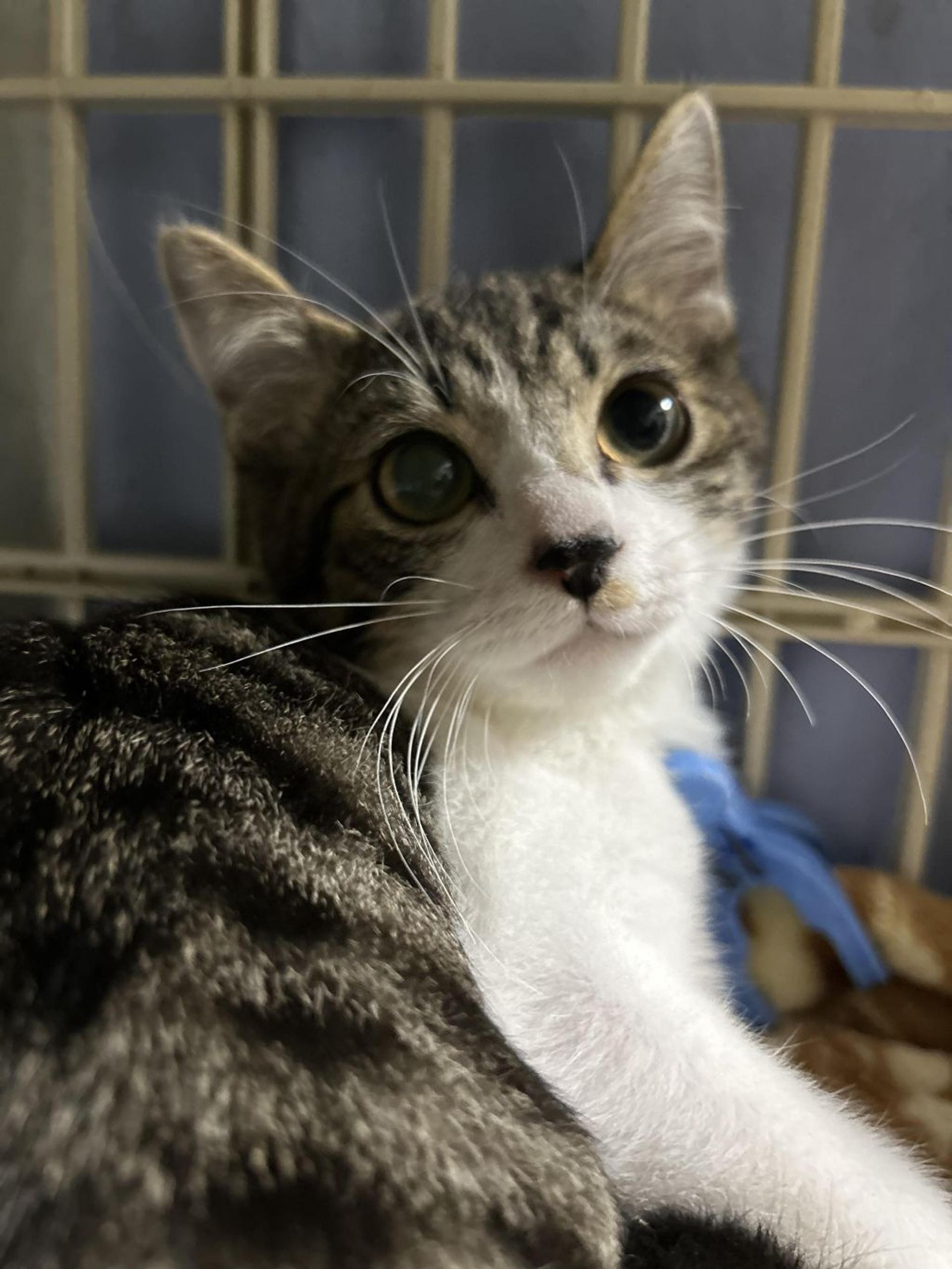 pet-image-7