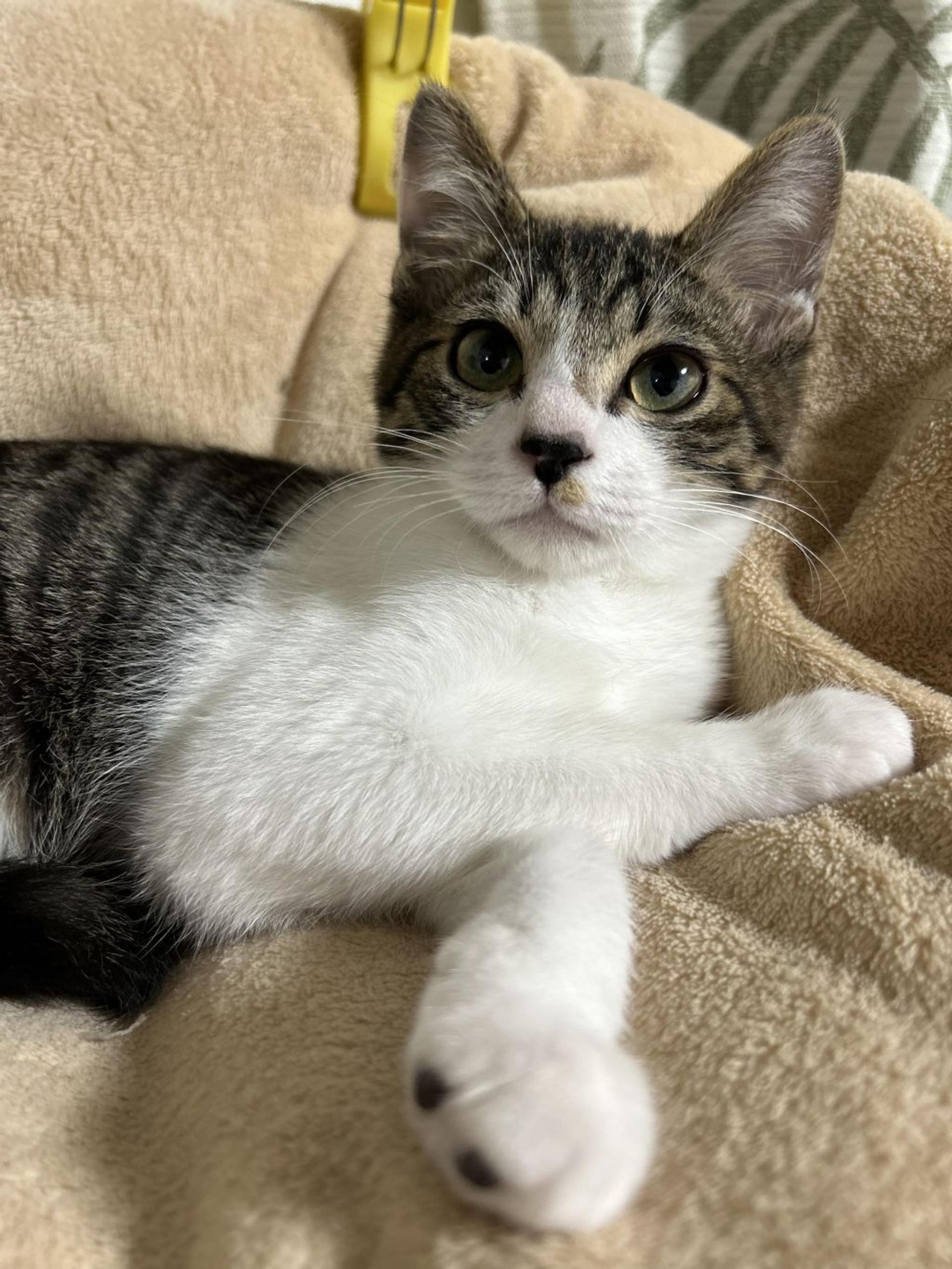 pet-image-9