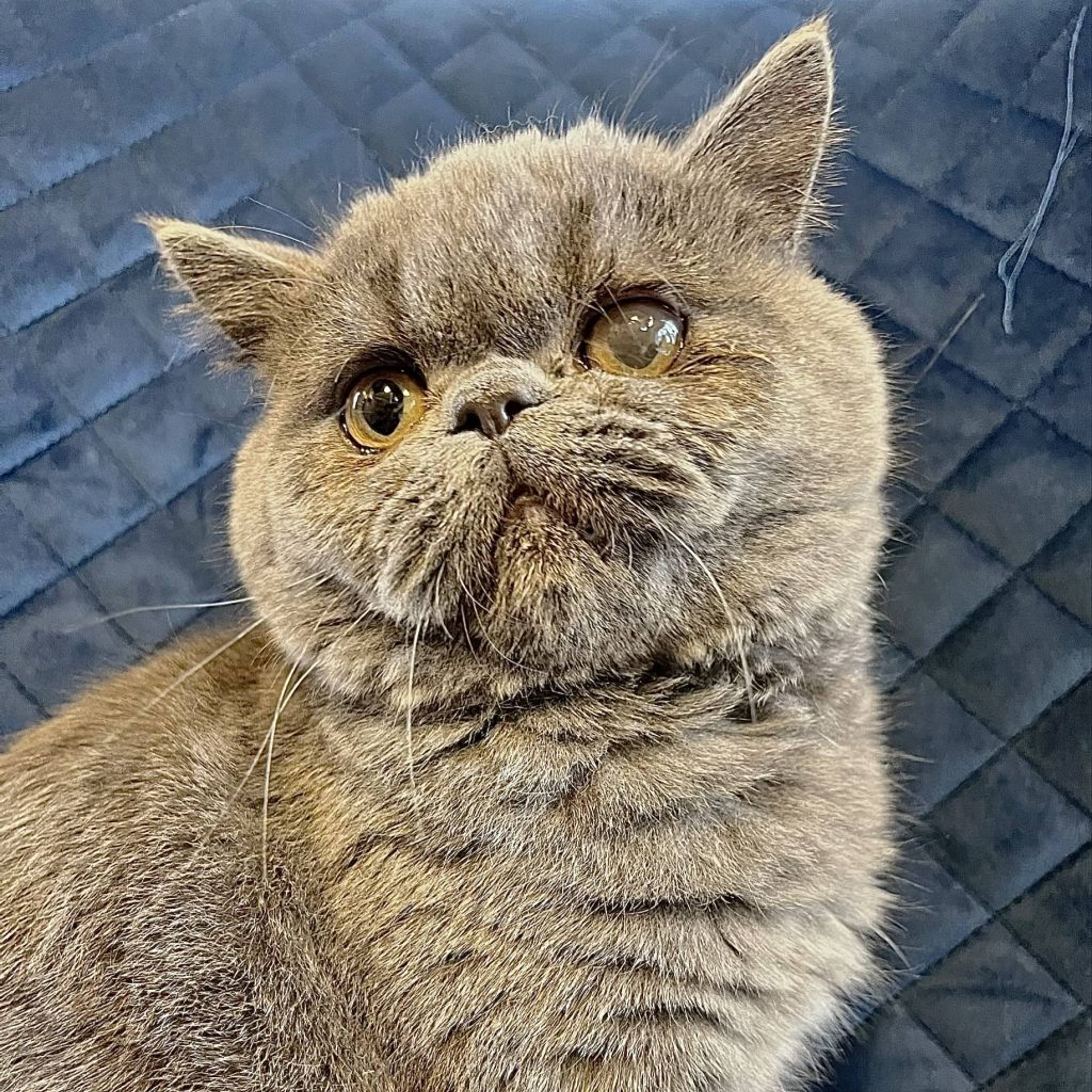 雑種（ミックス猫）・オスの里親募集の写真