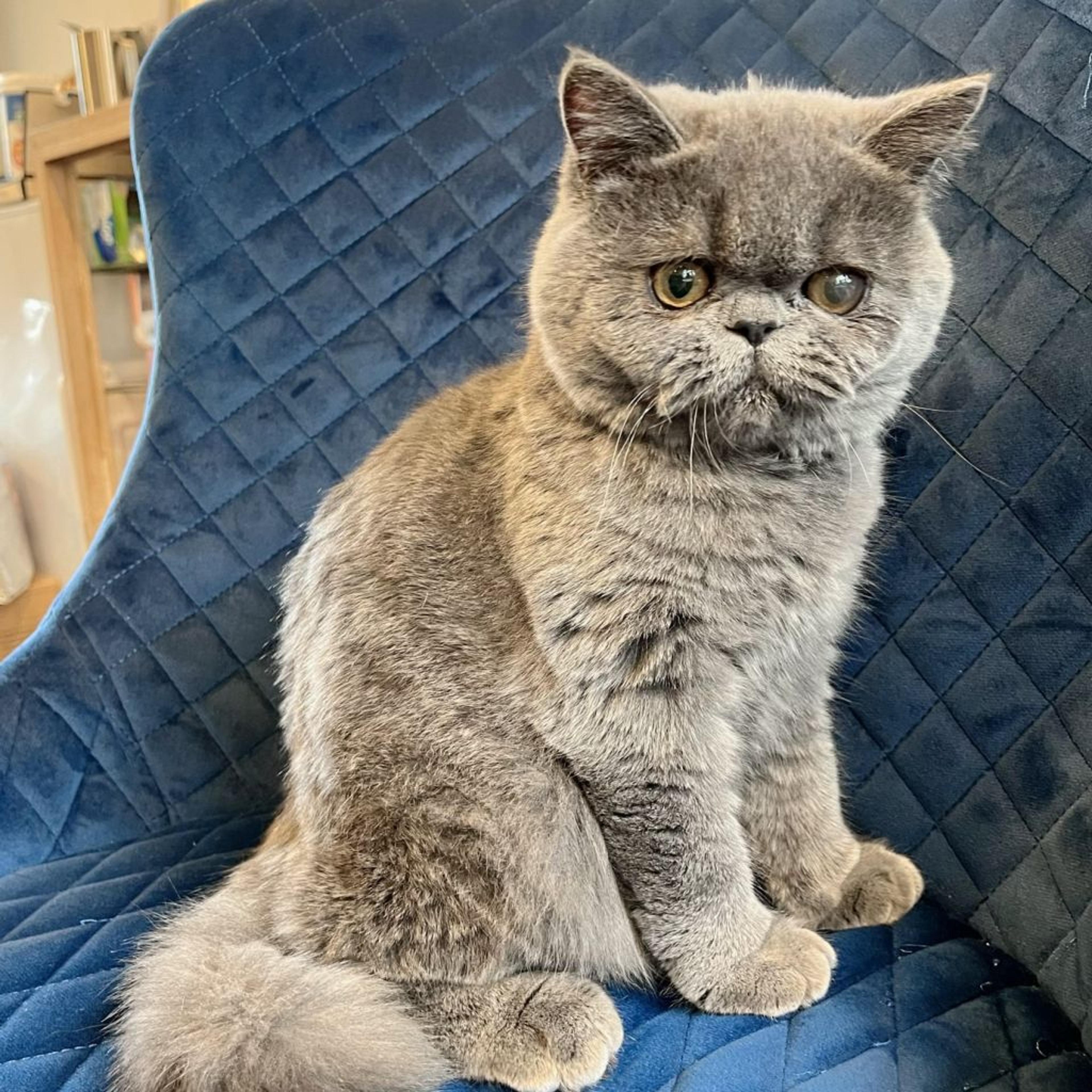pet-image-3