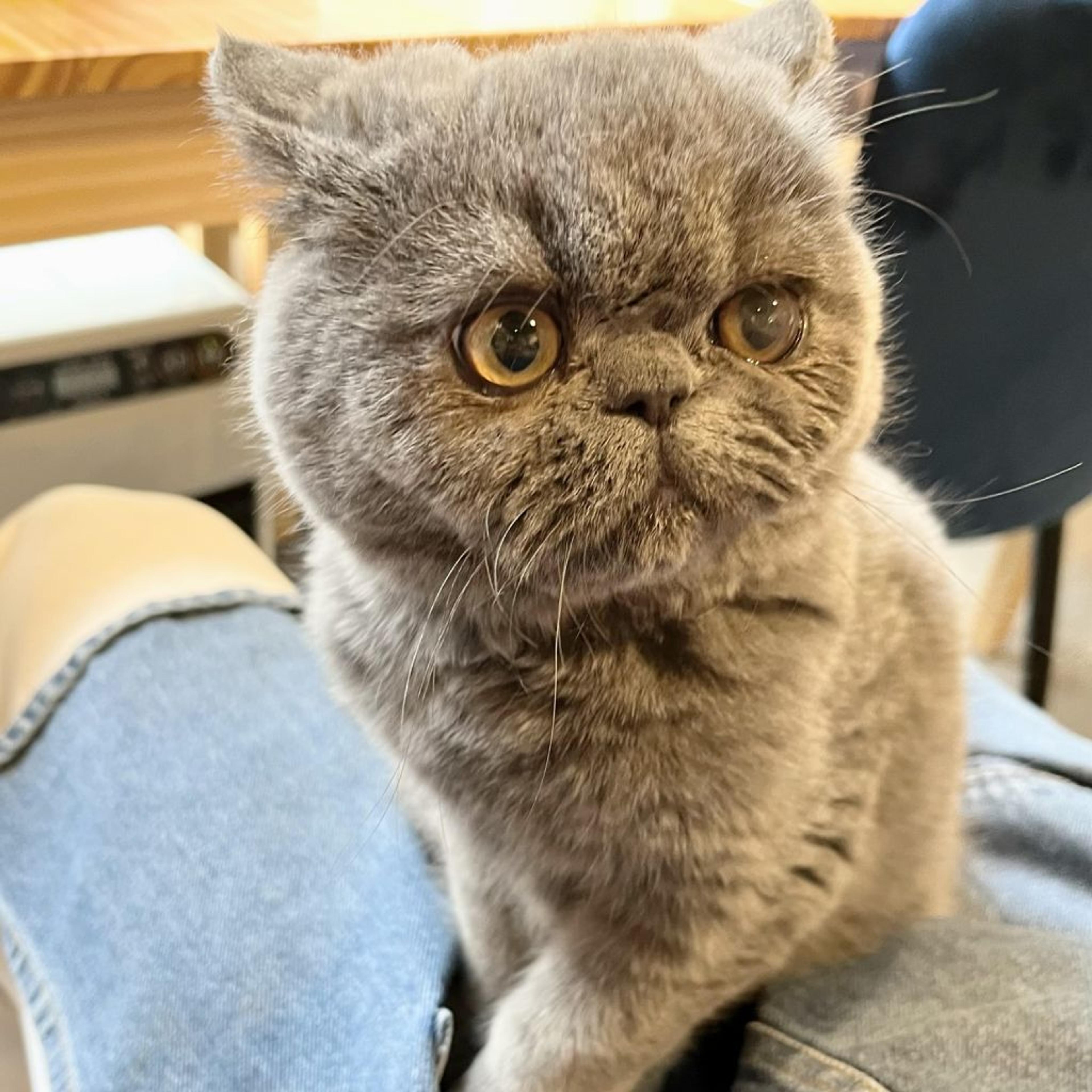 pet-image-5