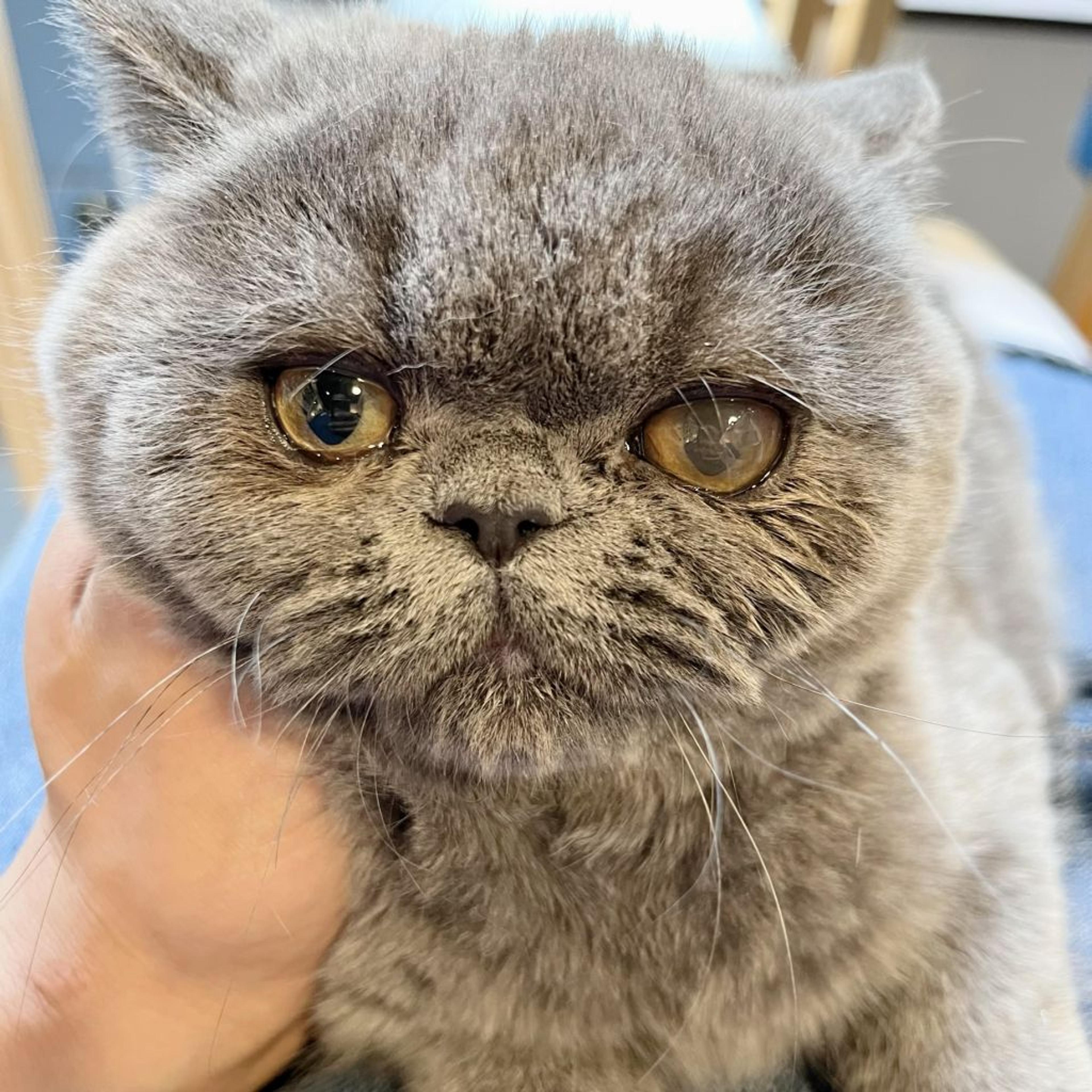 pet-image-7