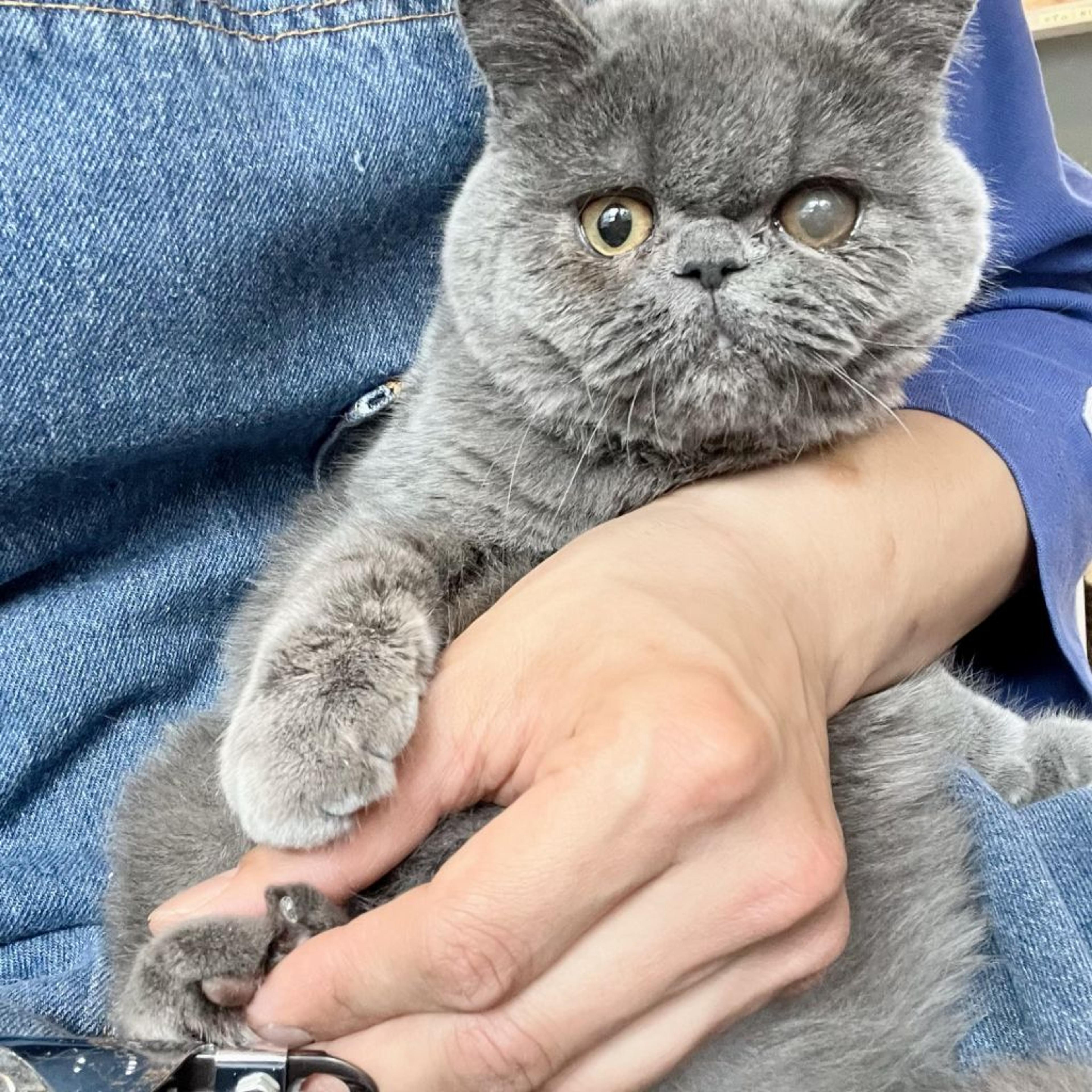 pet-image-8