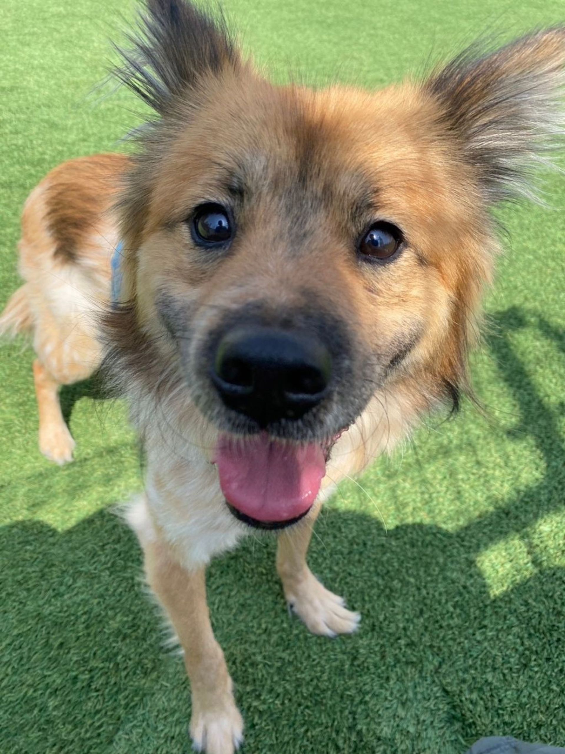 雑種（ミックス犬）・オスの里親募集の写真