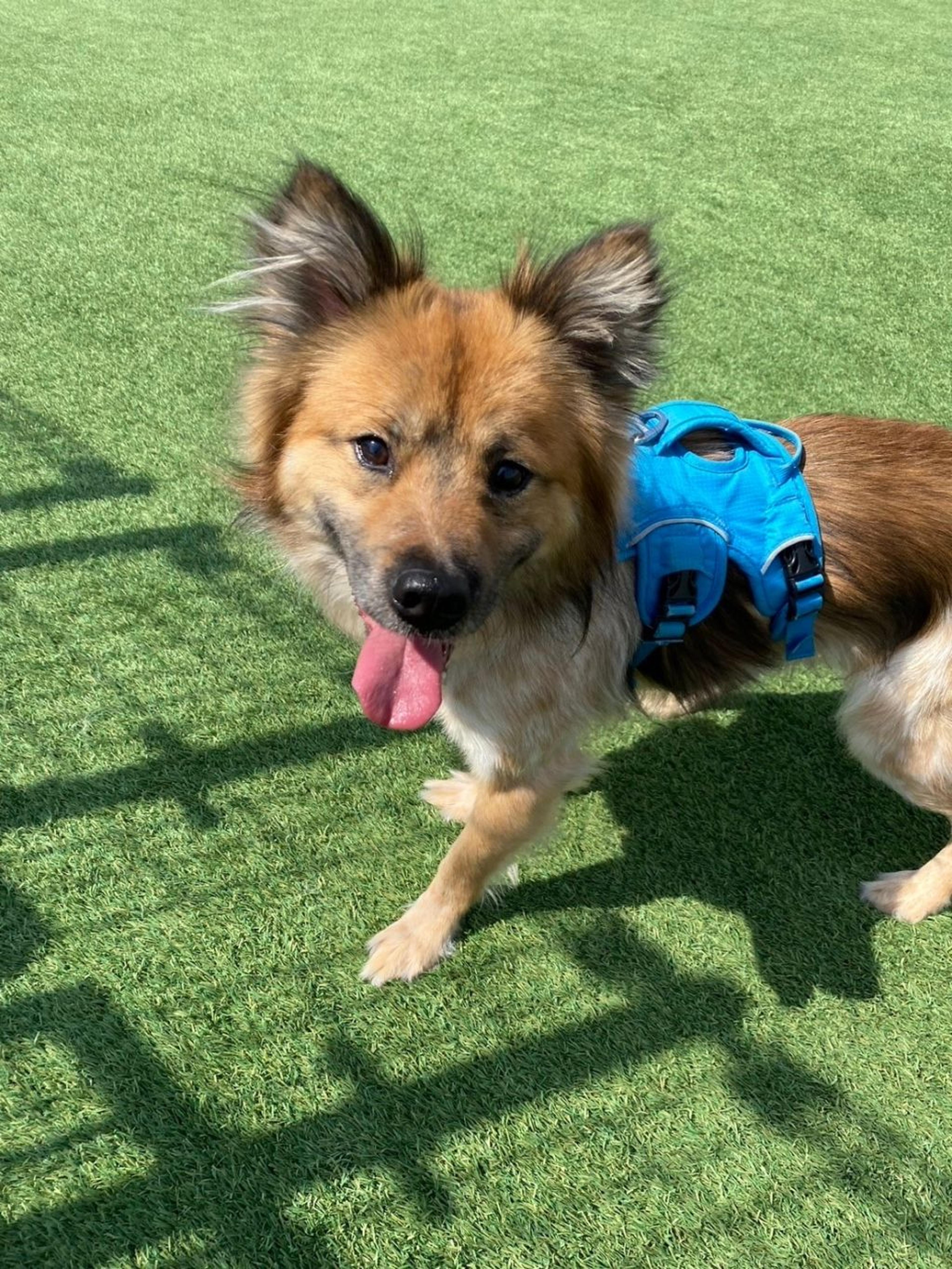 pet-image-2