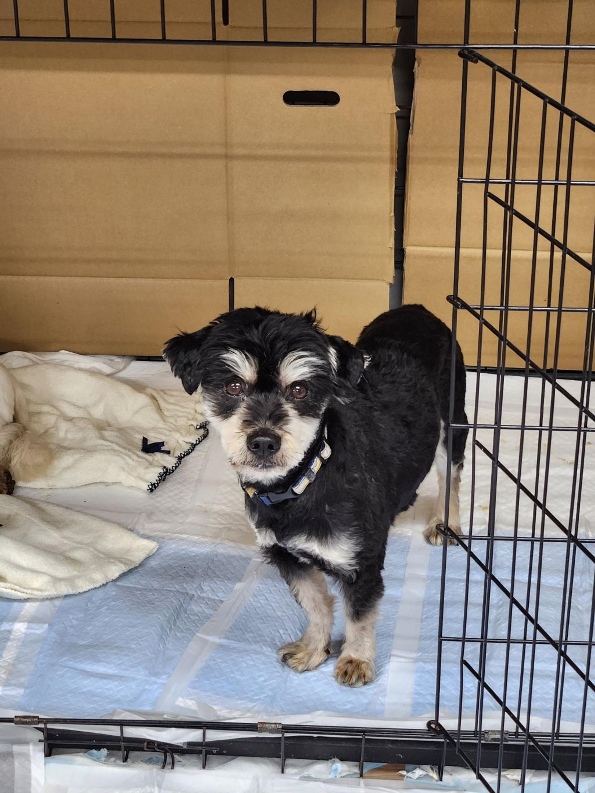 pet-image-2