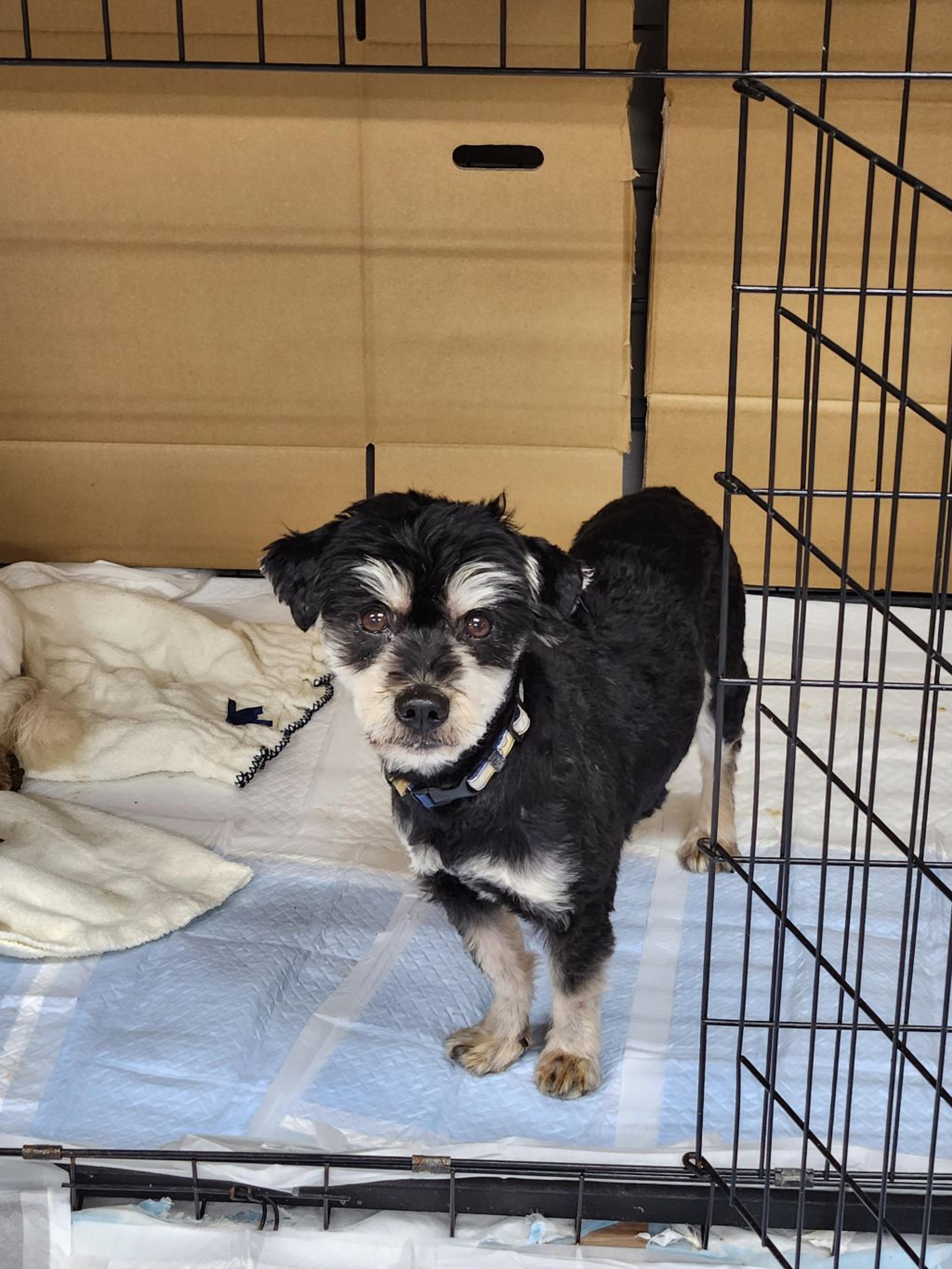 pet-image-2
