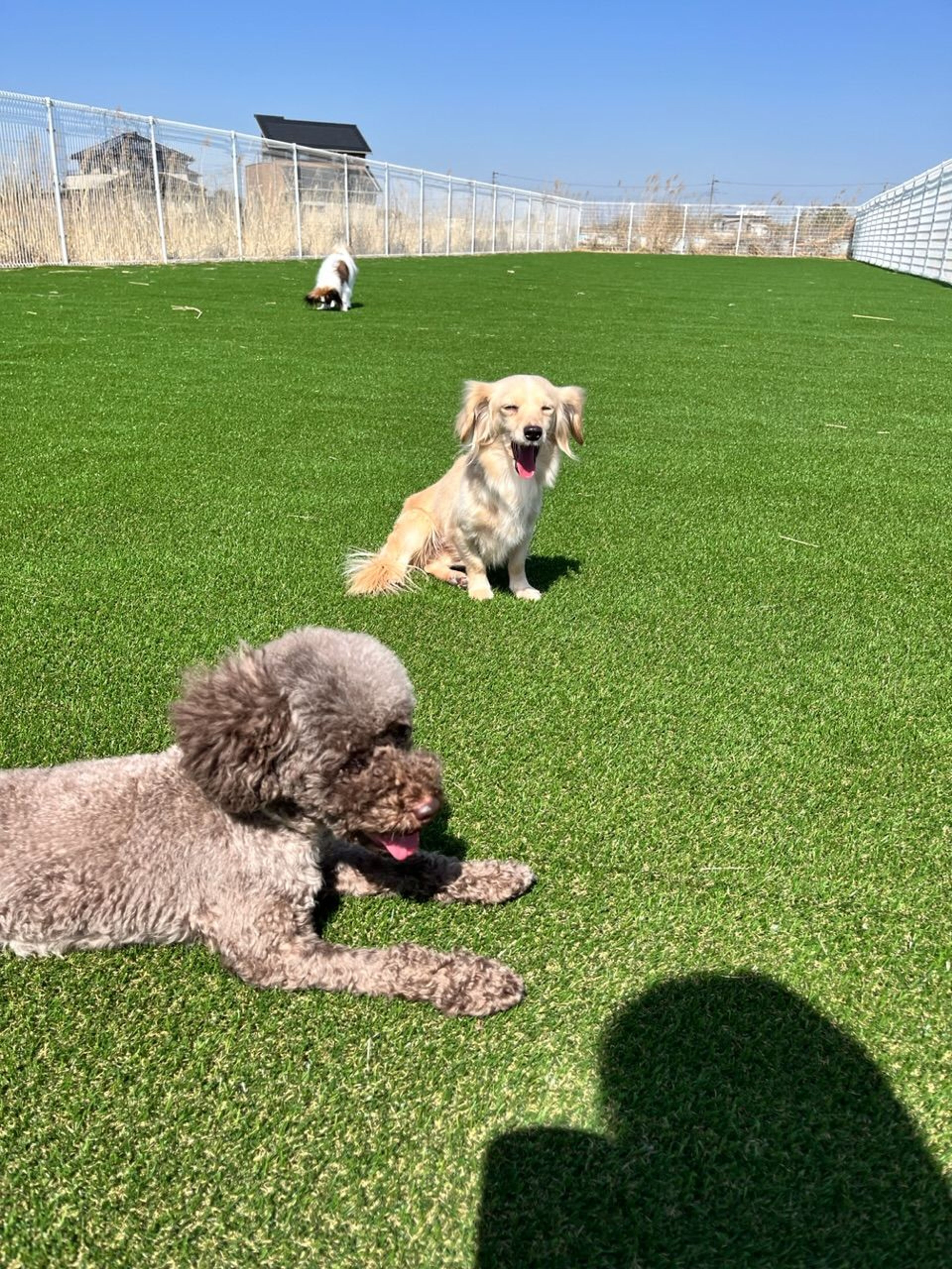 pet-image-4