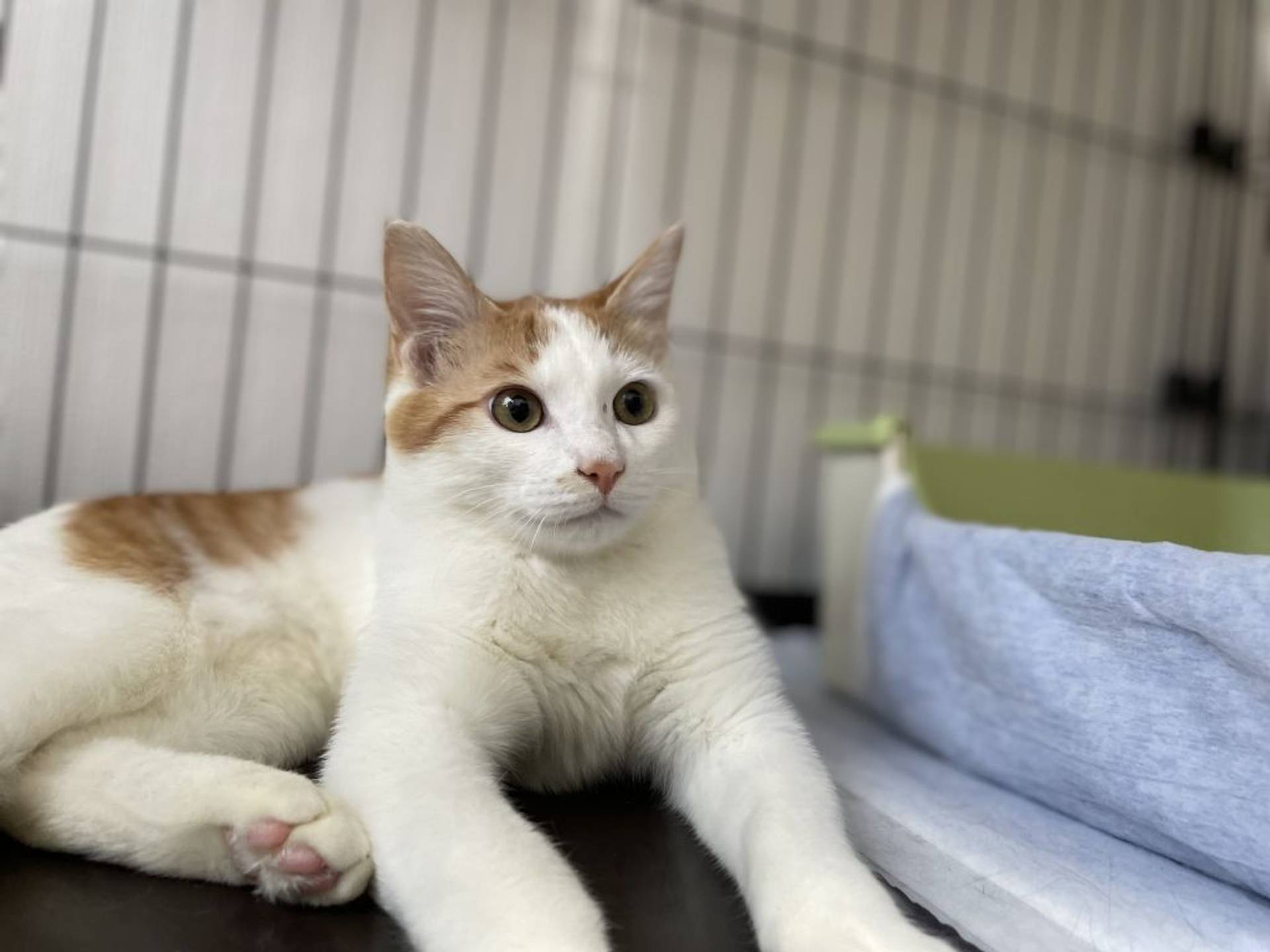 雑種（ミックス猫）・オスの里親募集の写真
