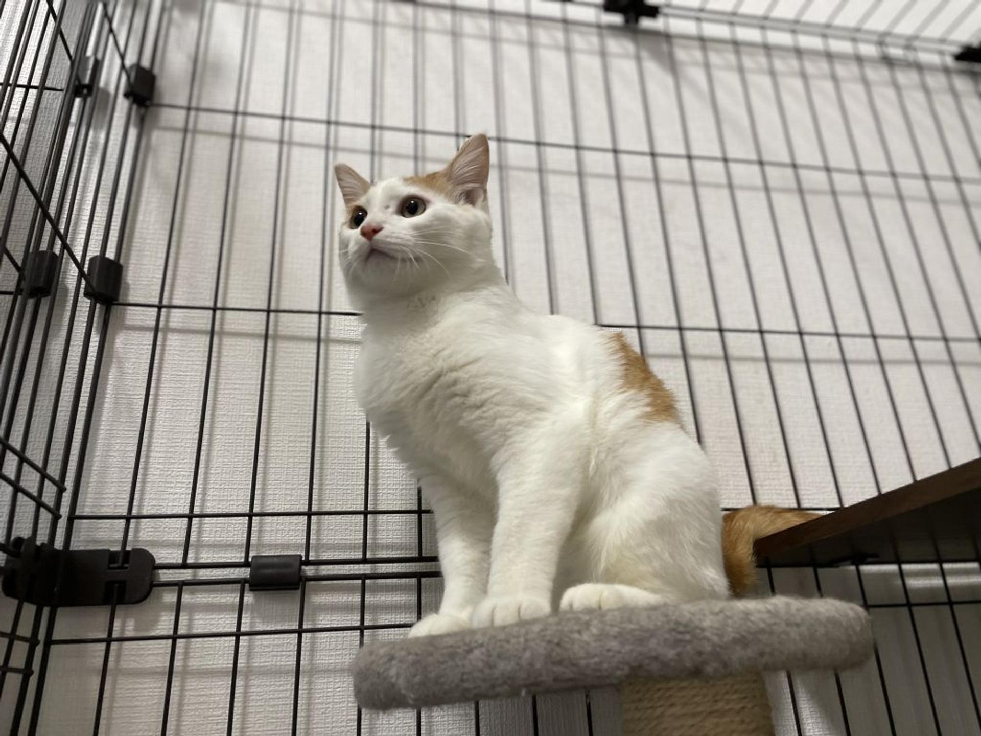 pet-image-2