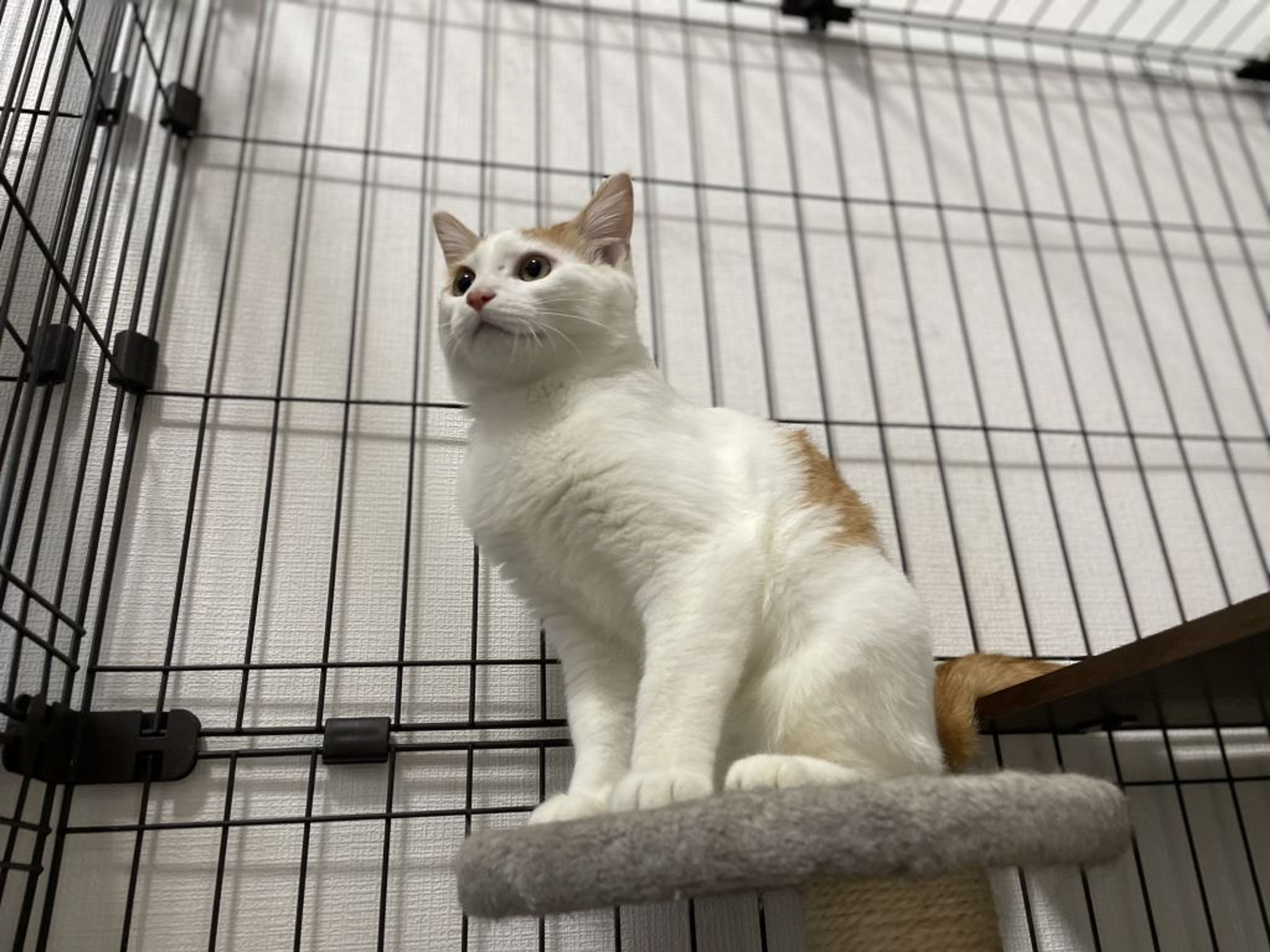 pet-image-2