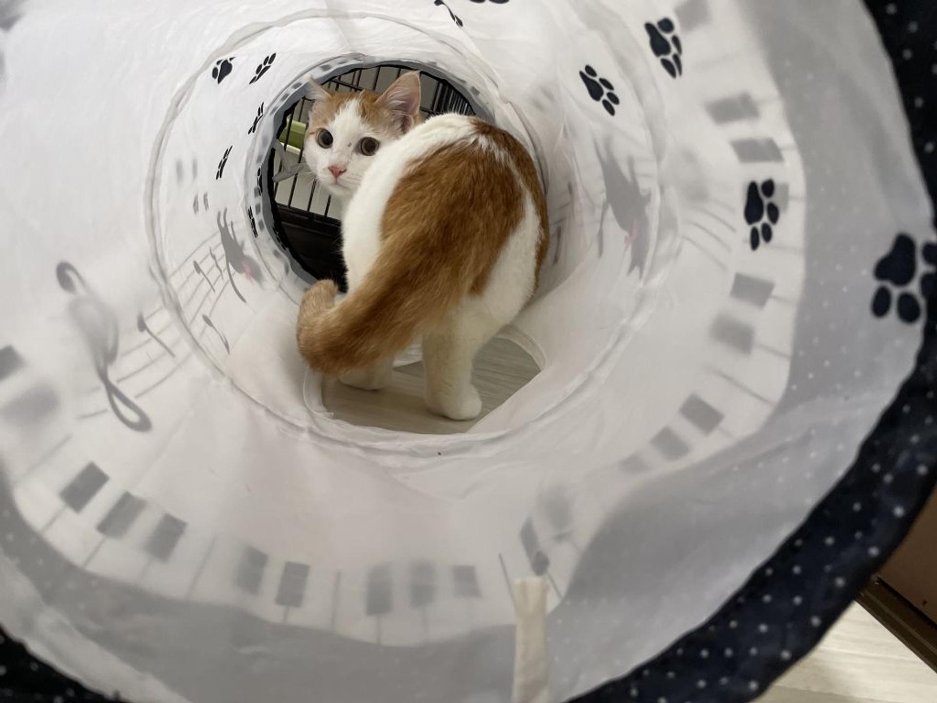pet-image-3