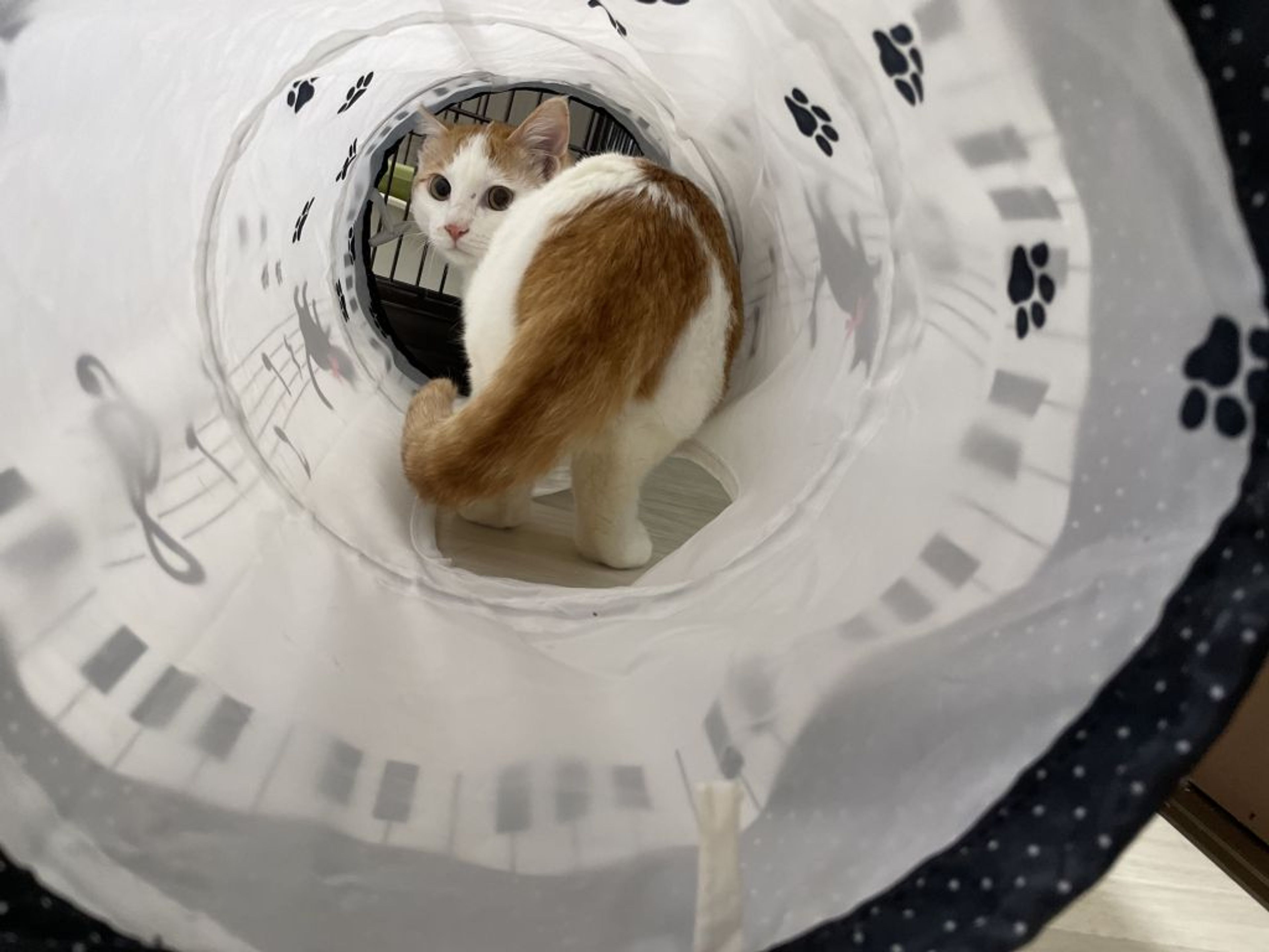 pet-image-3