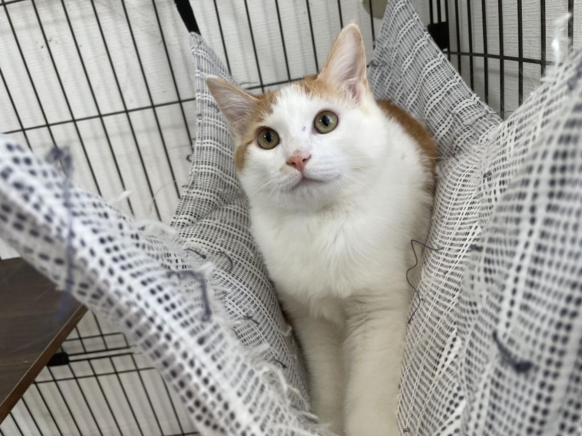 pet-image-4