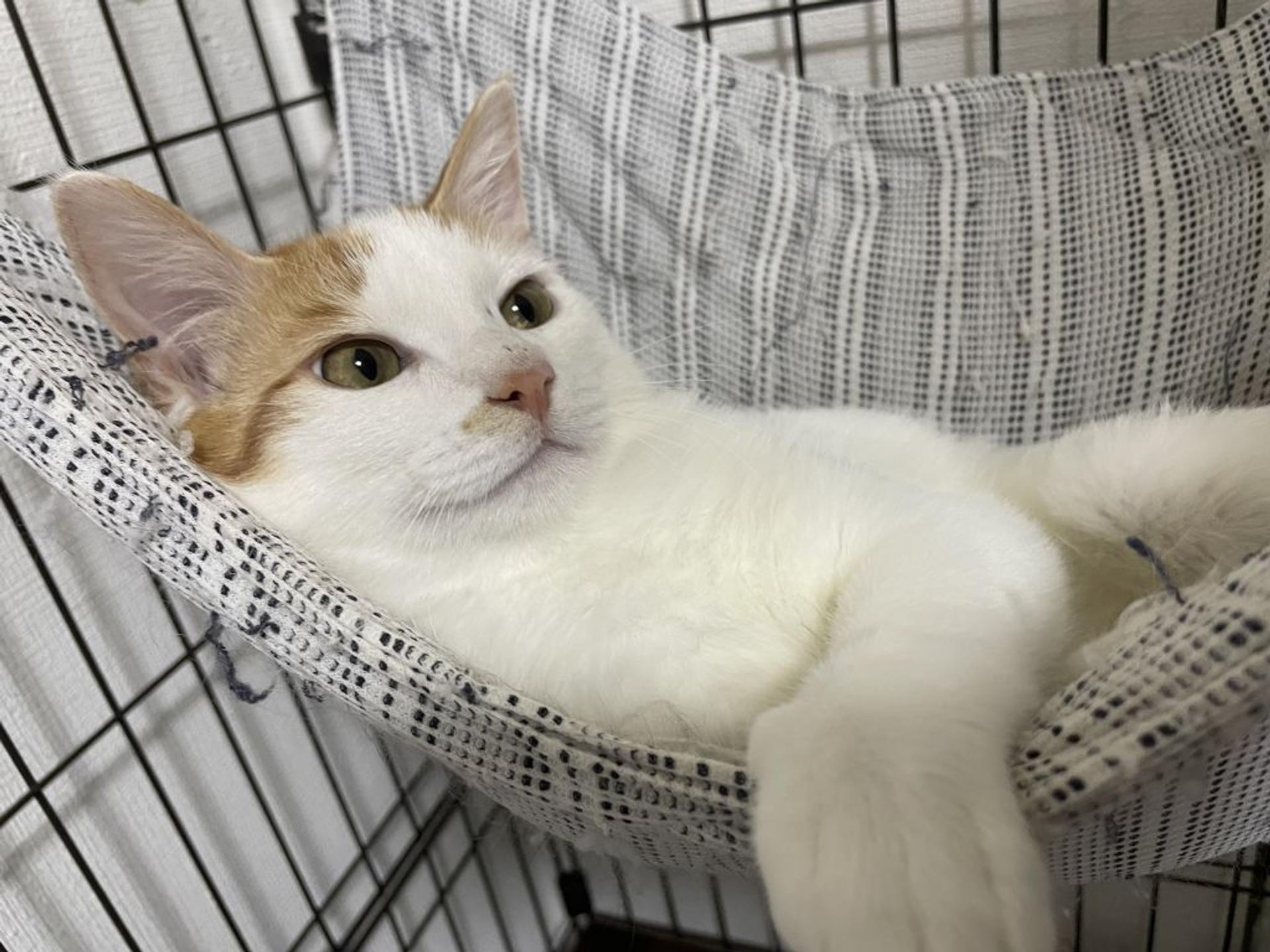 pet-image-5