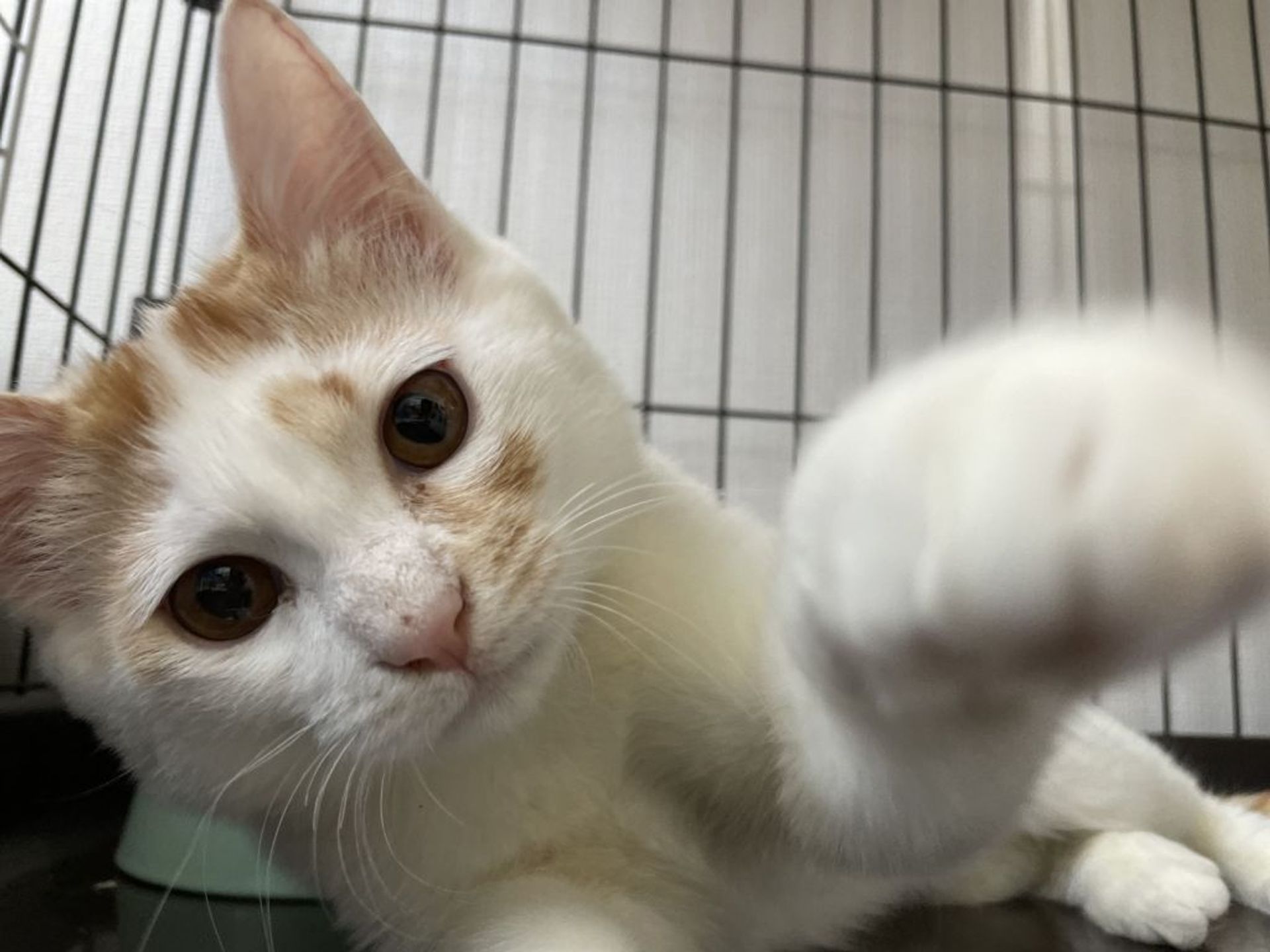 雑種（ミックス猫）・オスの里親募集の写真
