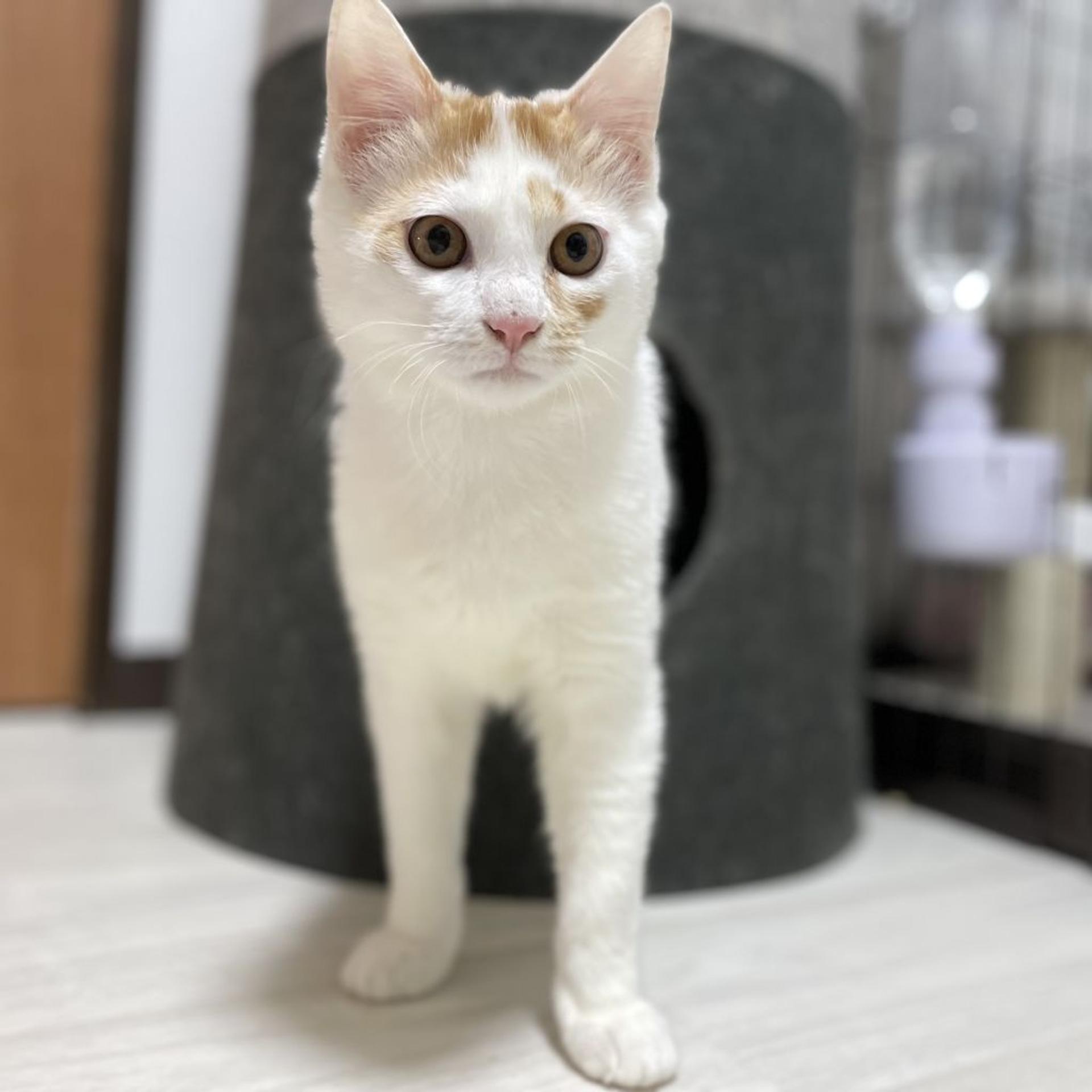pet-image-2