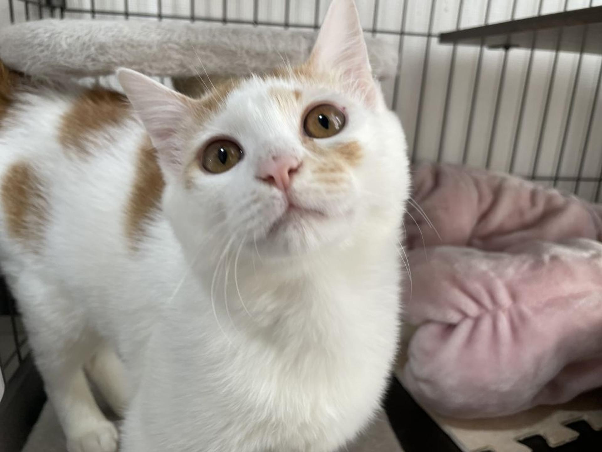 pet-image-5