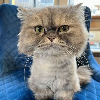 いちご