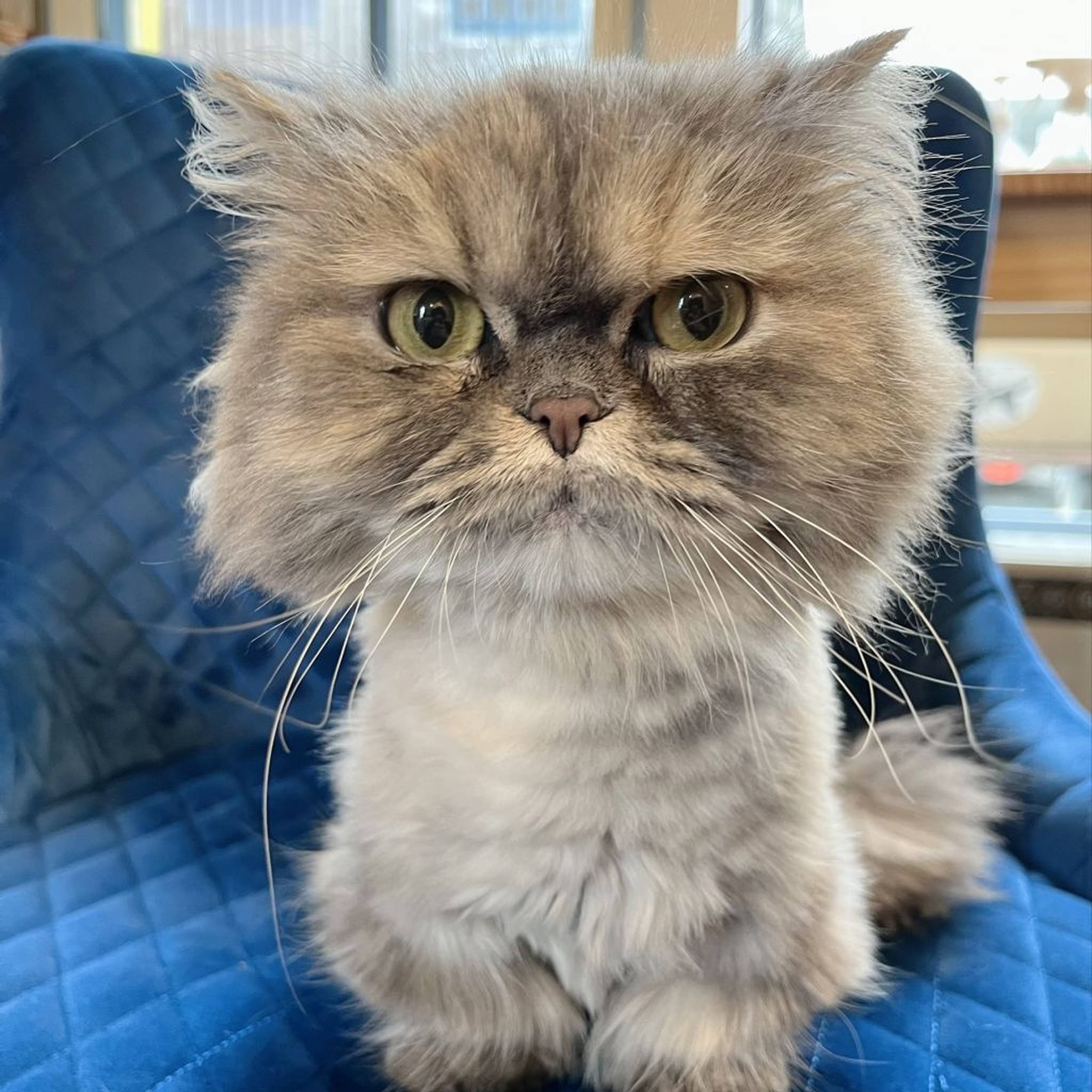 雑種（ミックス猫）・メスの里親募集の写真