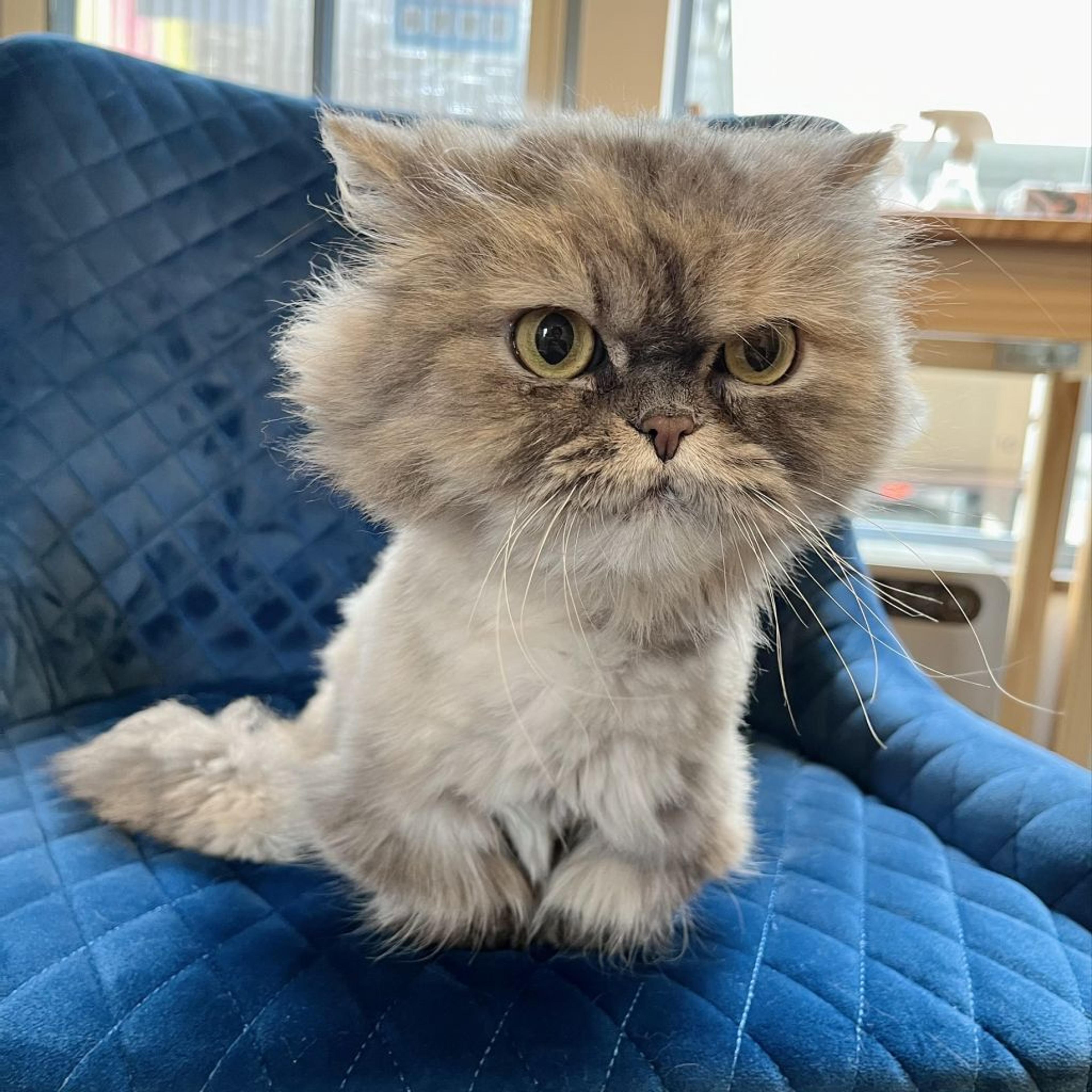 pet-image-2