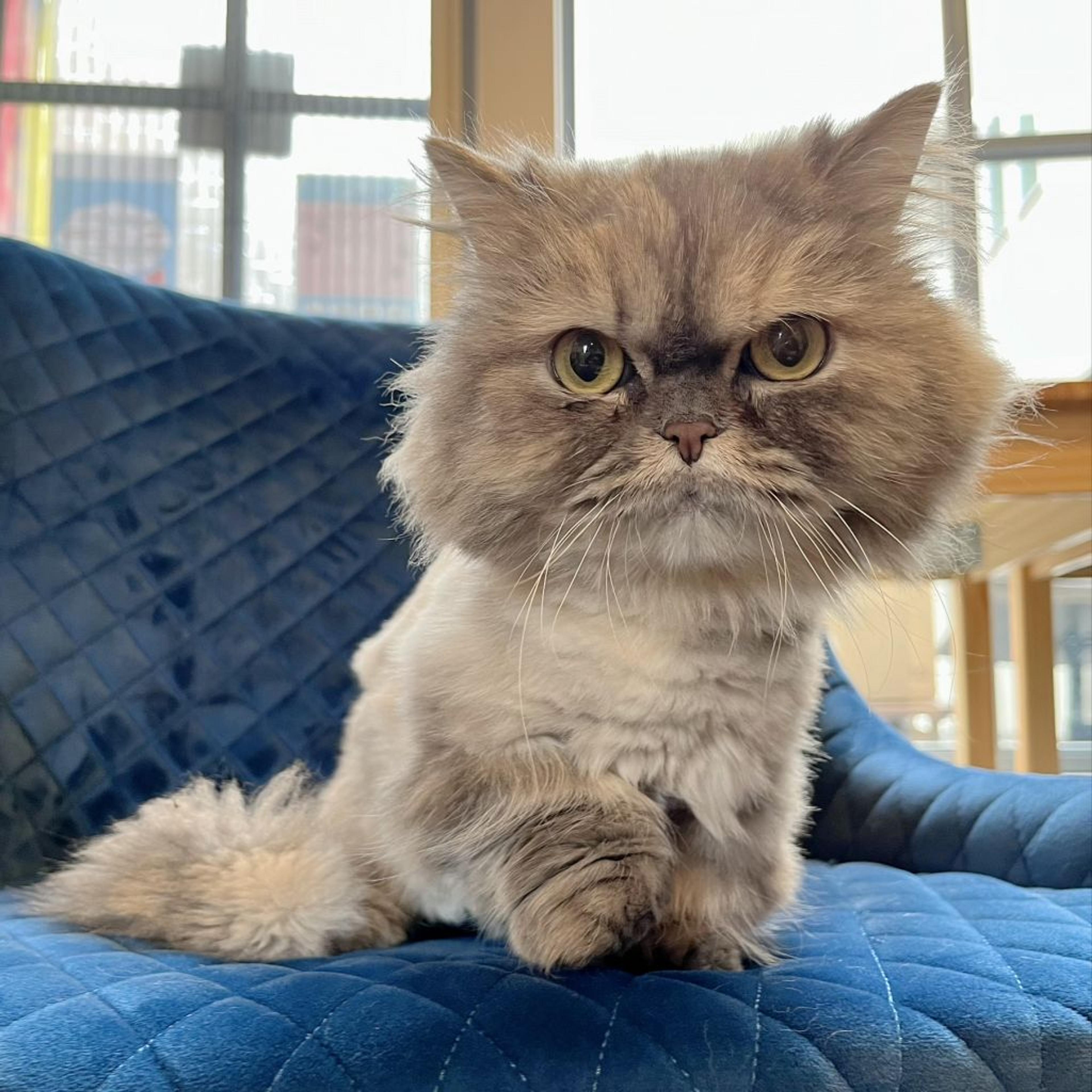 pet-image-3