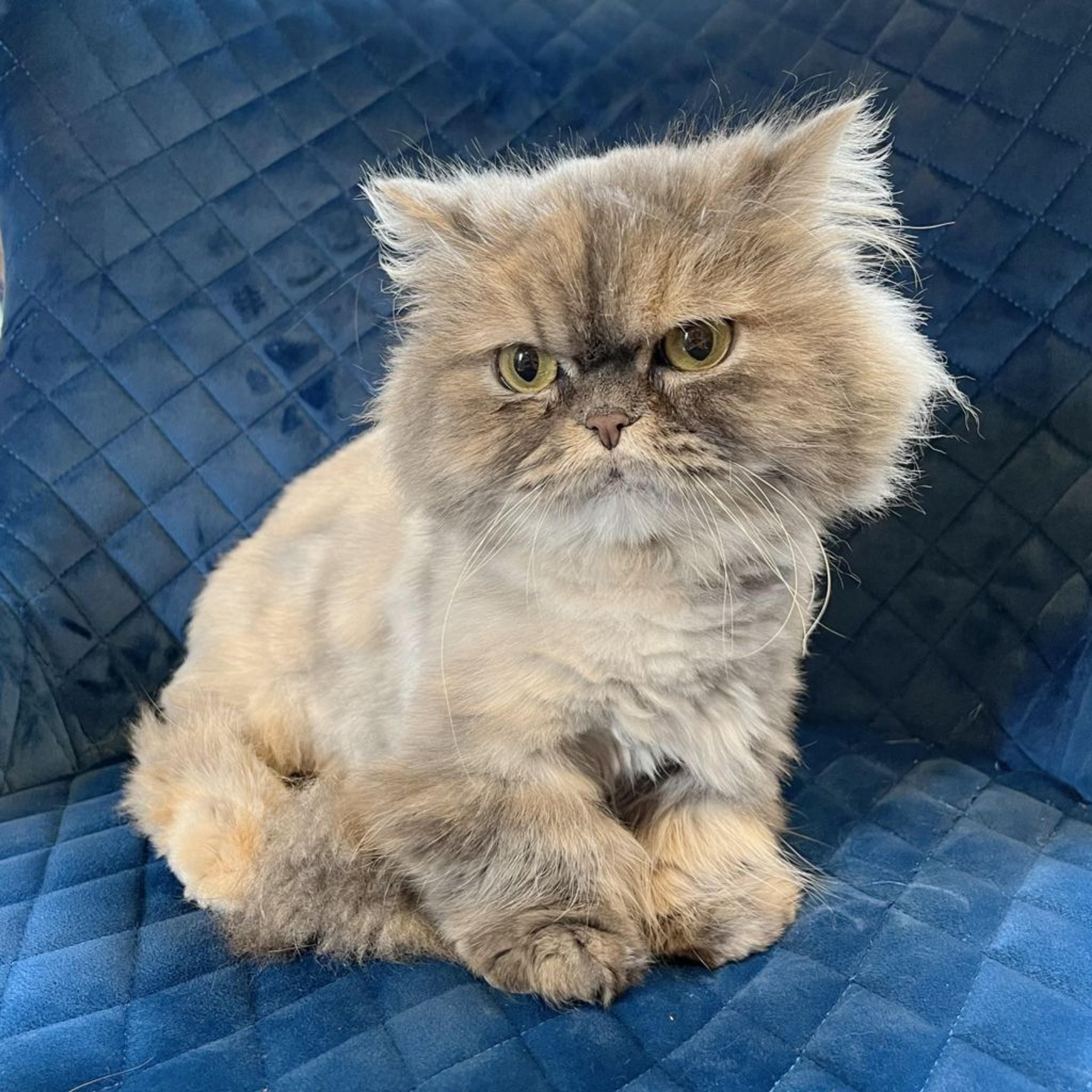pet-image-4