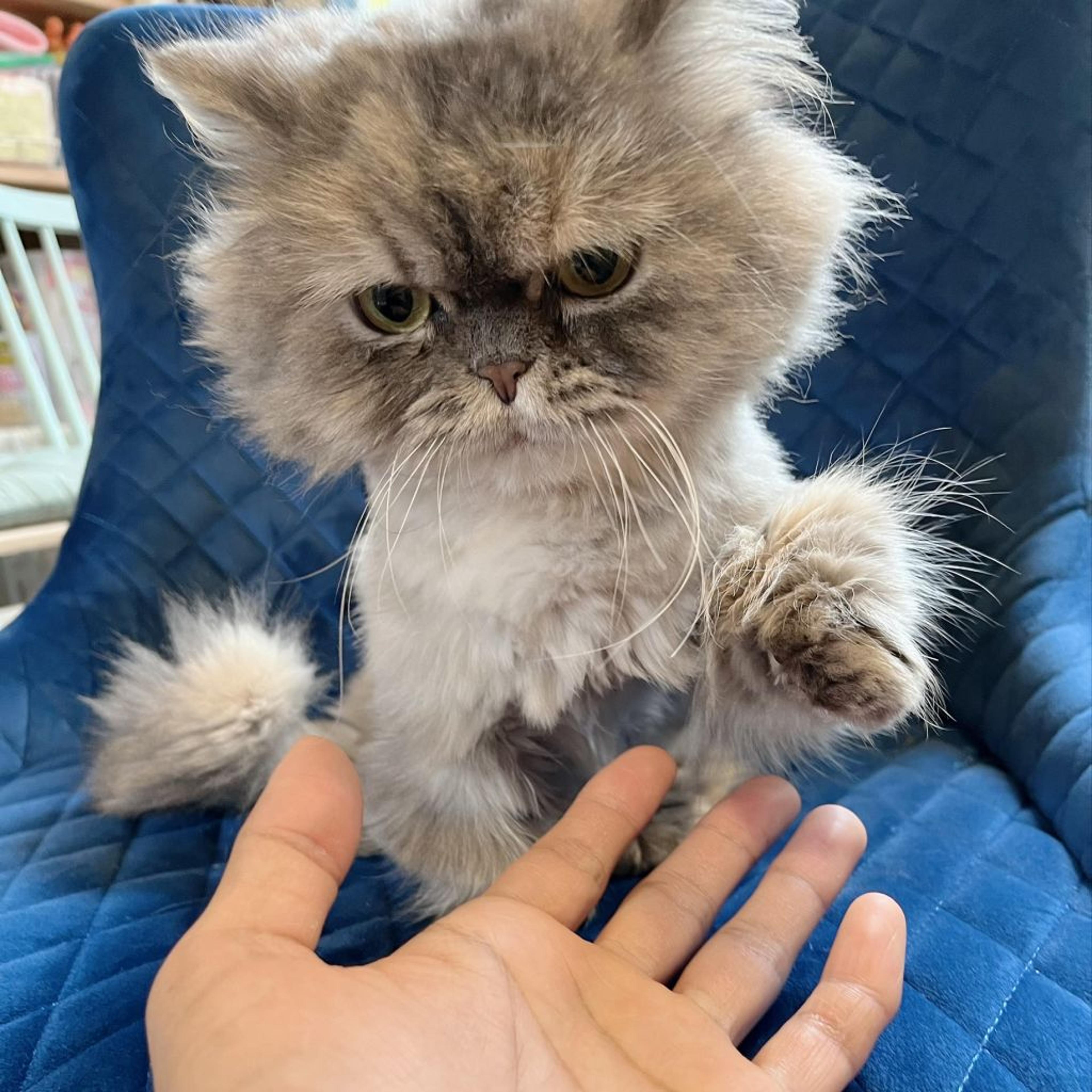 pet-image-5
