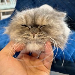 thumb-5