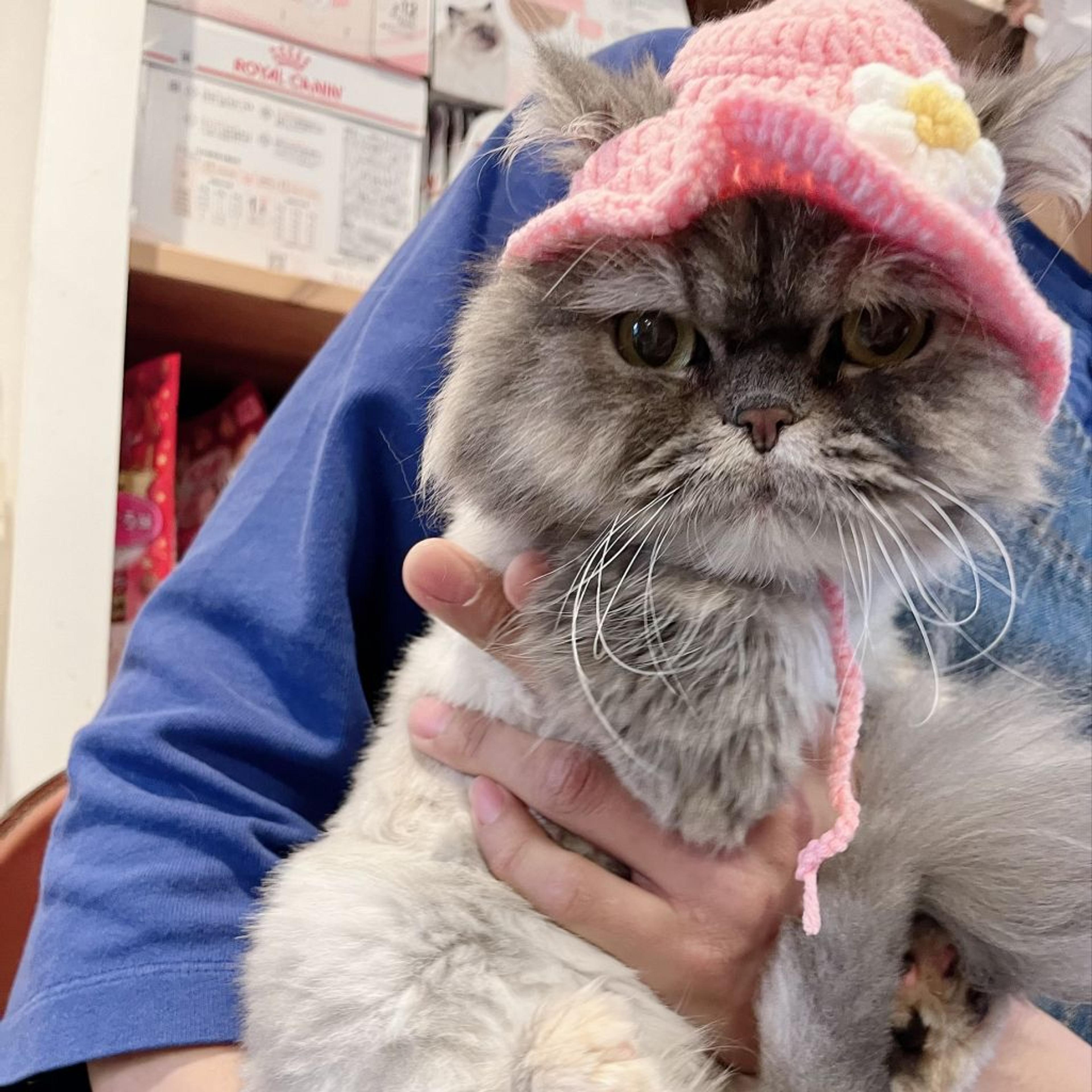 pet-image-9