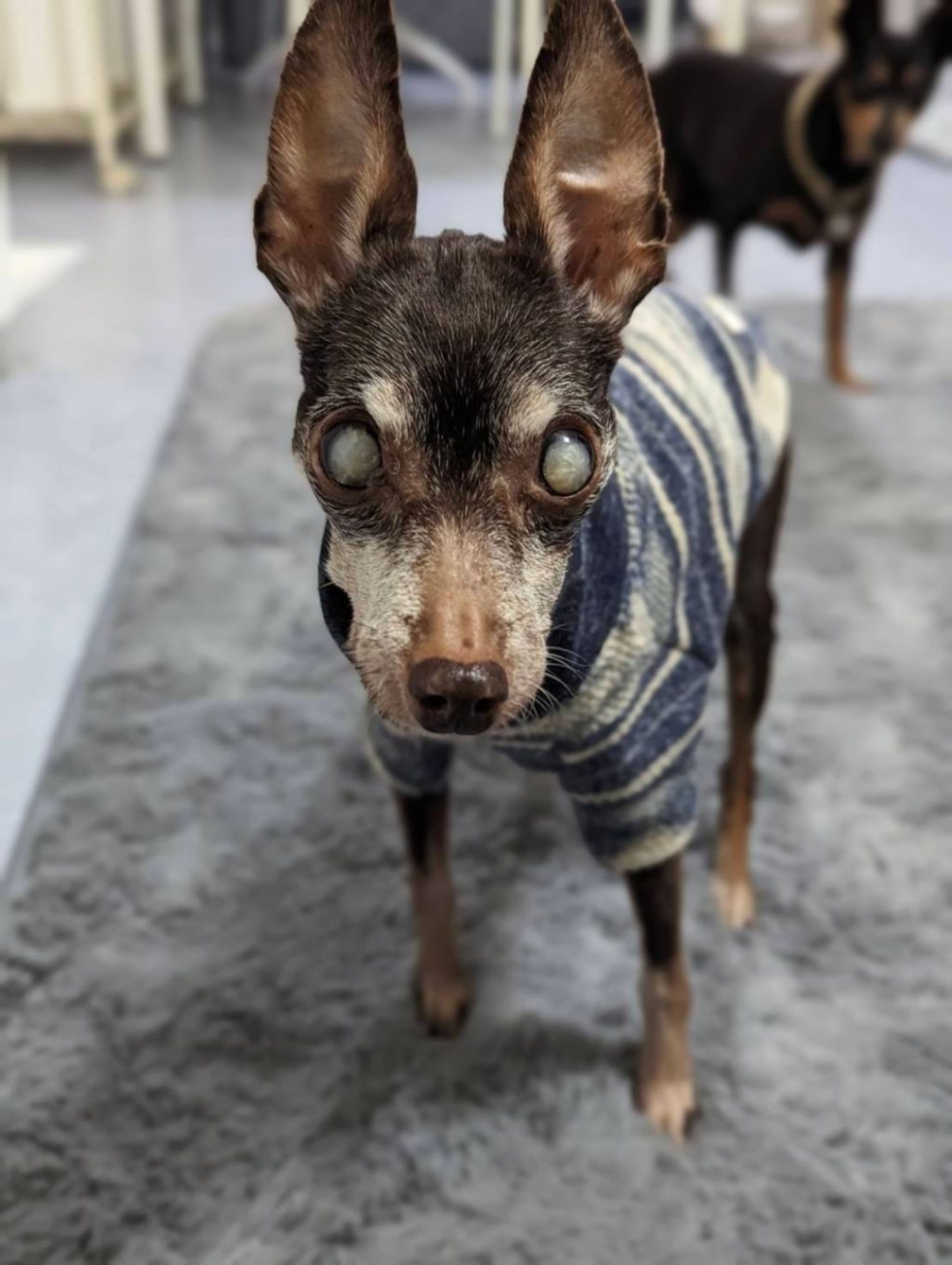 pet-image-2