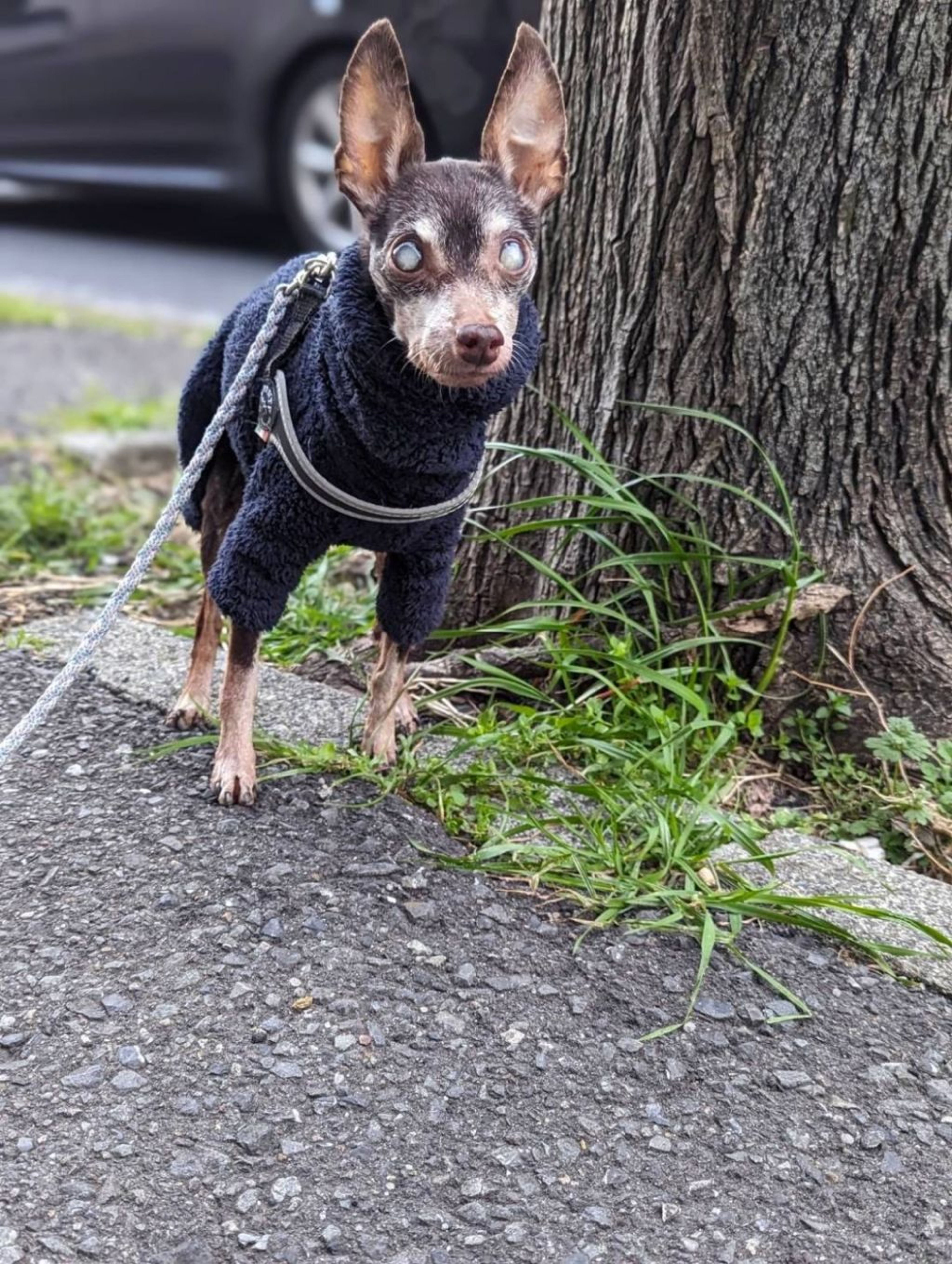 pet-image-3