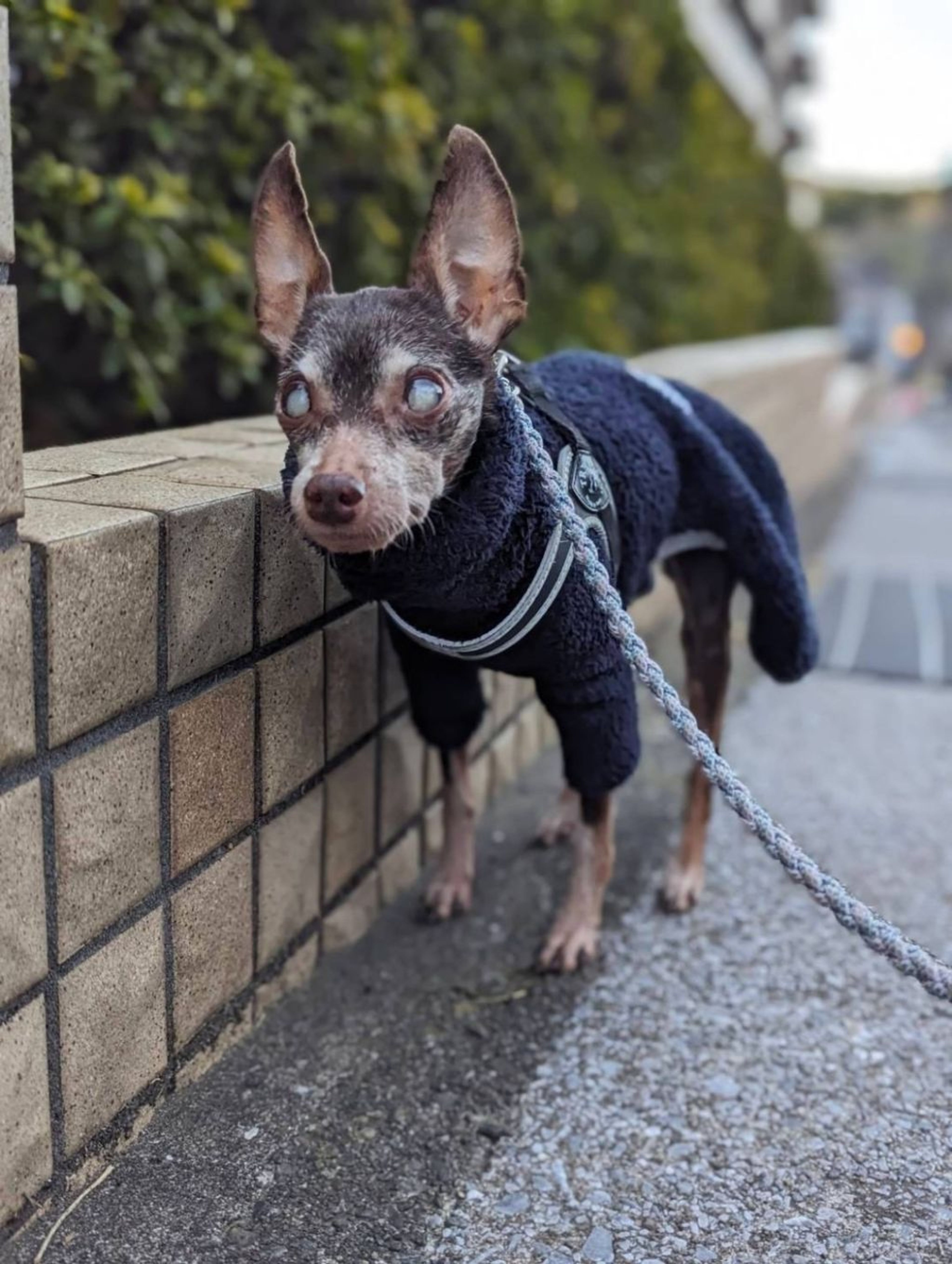 pet-image-4