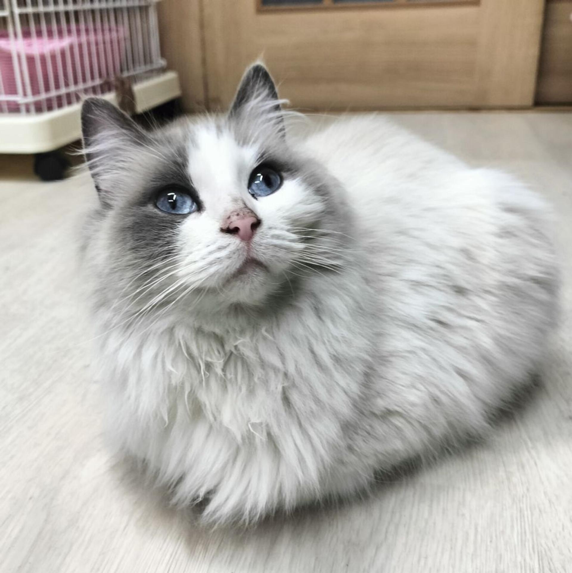 pet-image-2