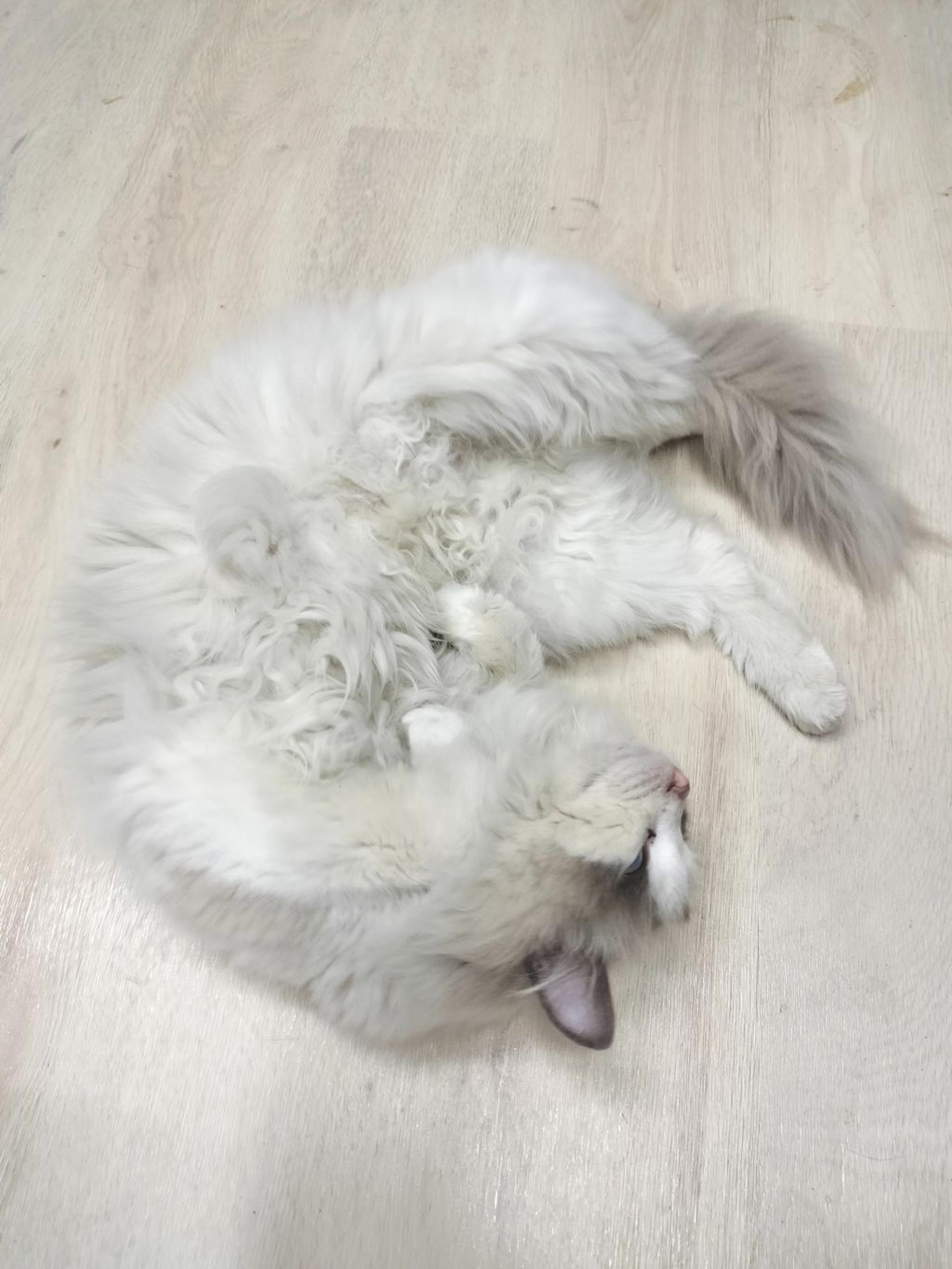 pet-image-3
