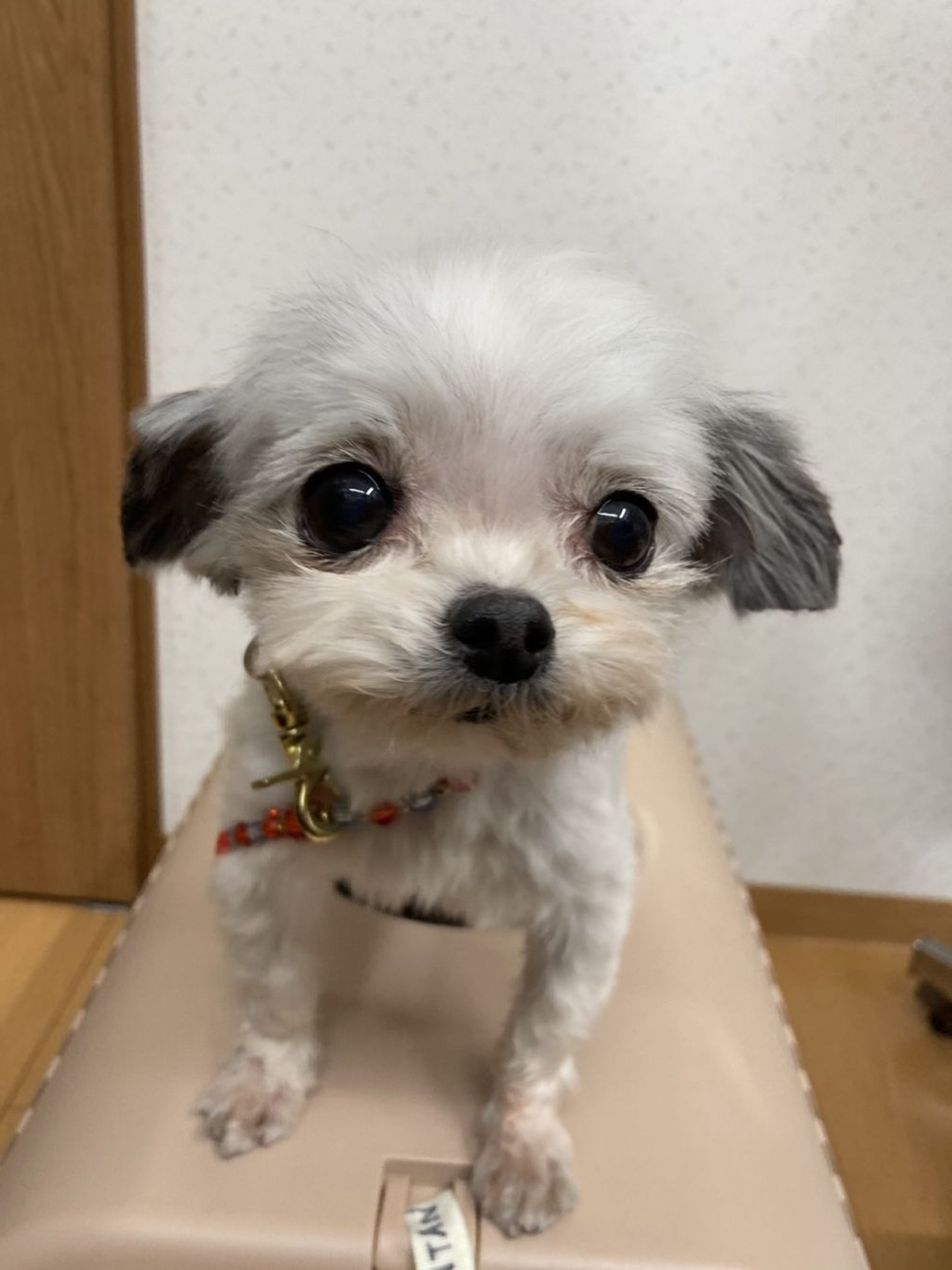 雑種（ミックス犬）・メスの里親募集の写真