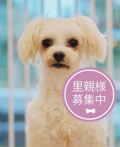 マヨの写真