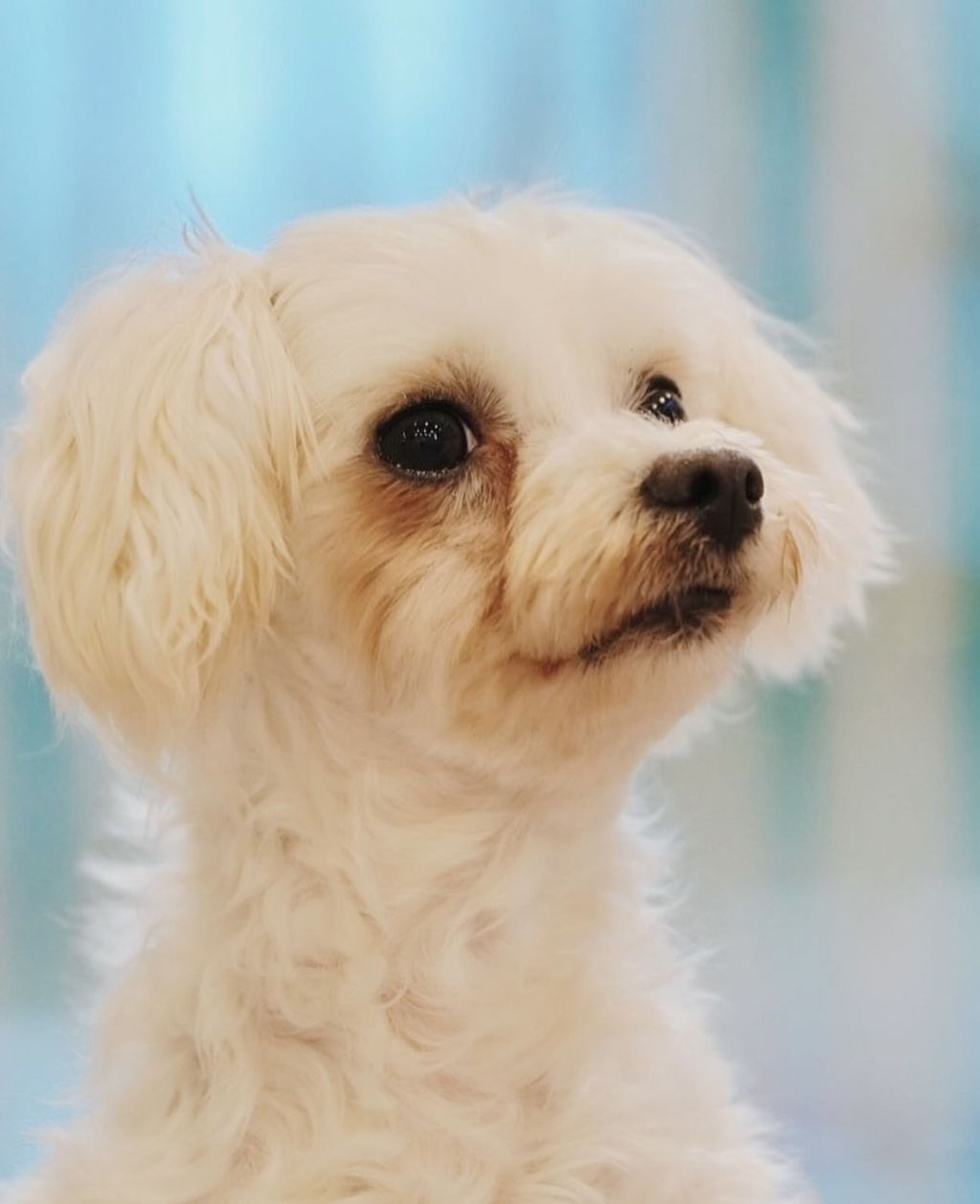 pet-image-3