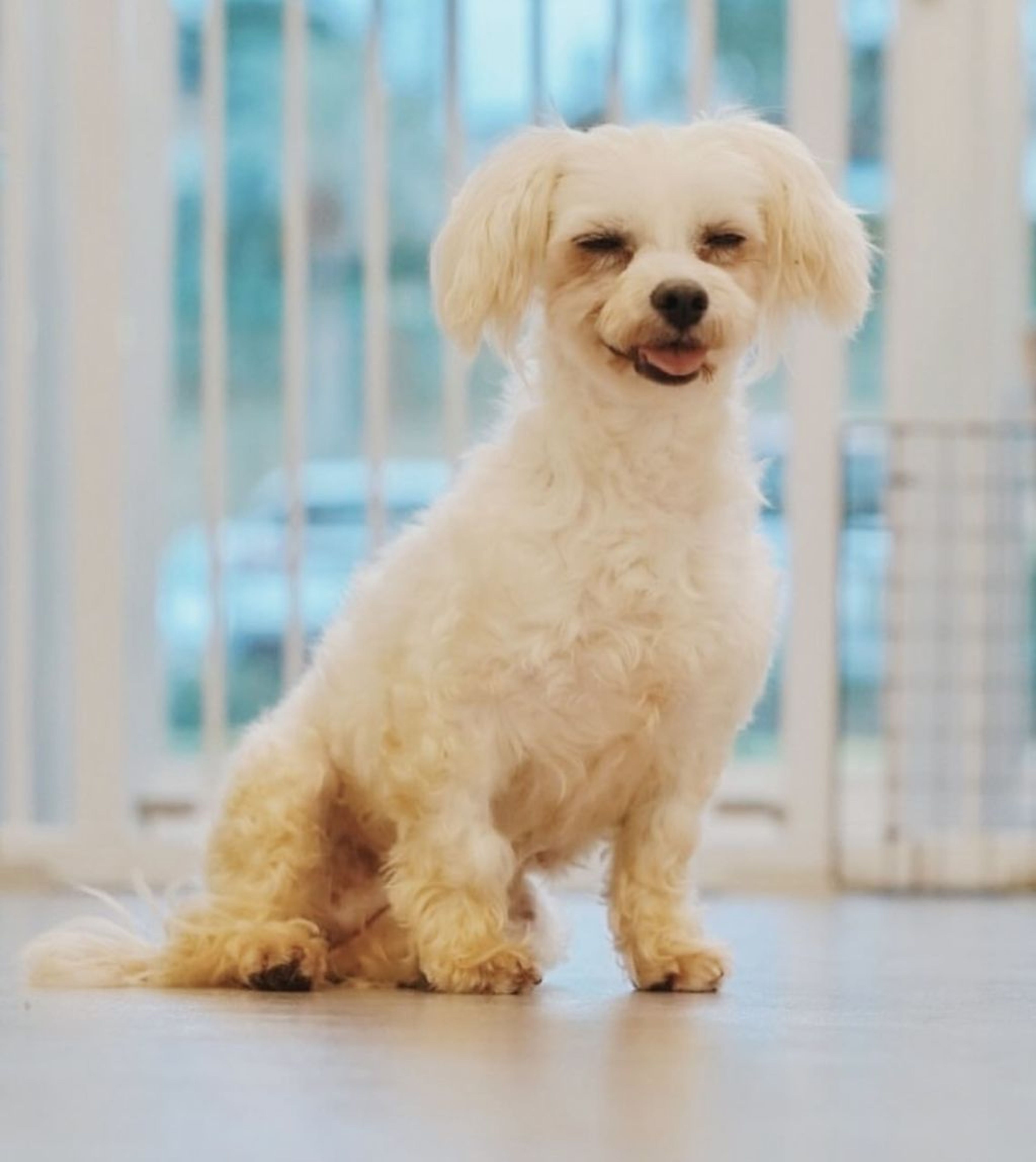 pet-image-4