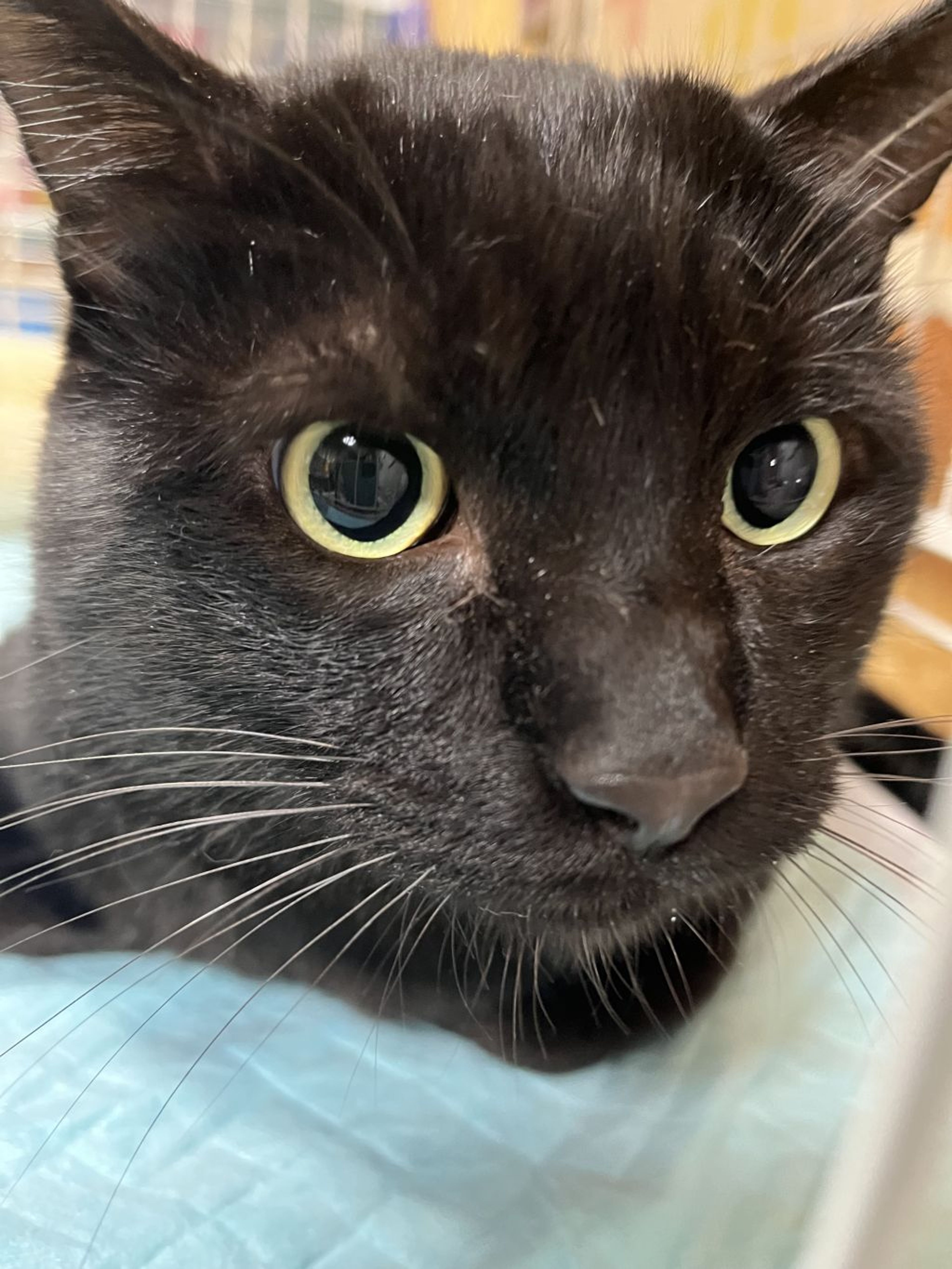 pet-image-3