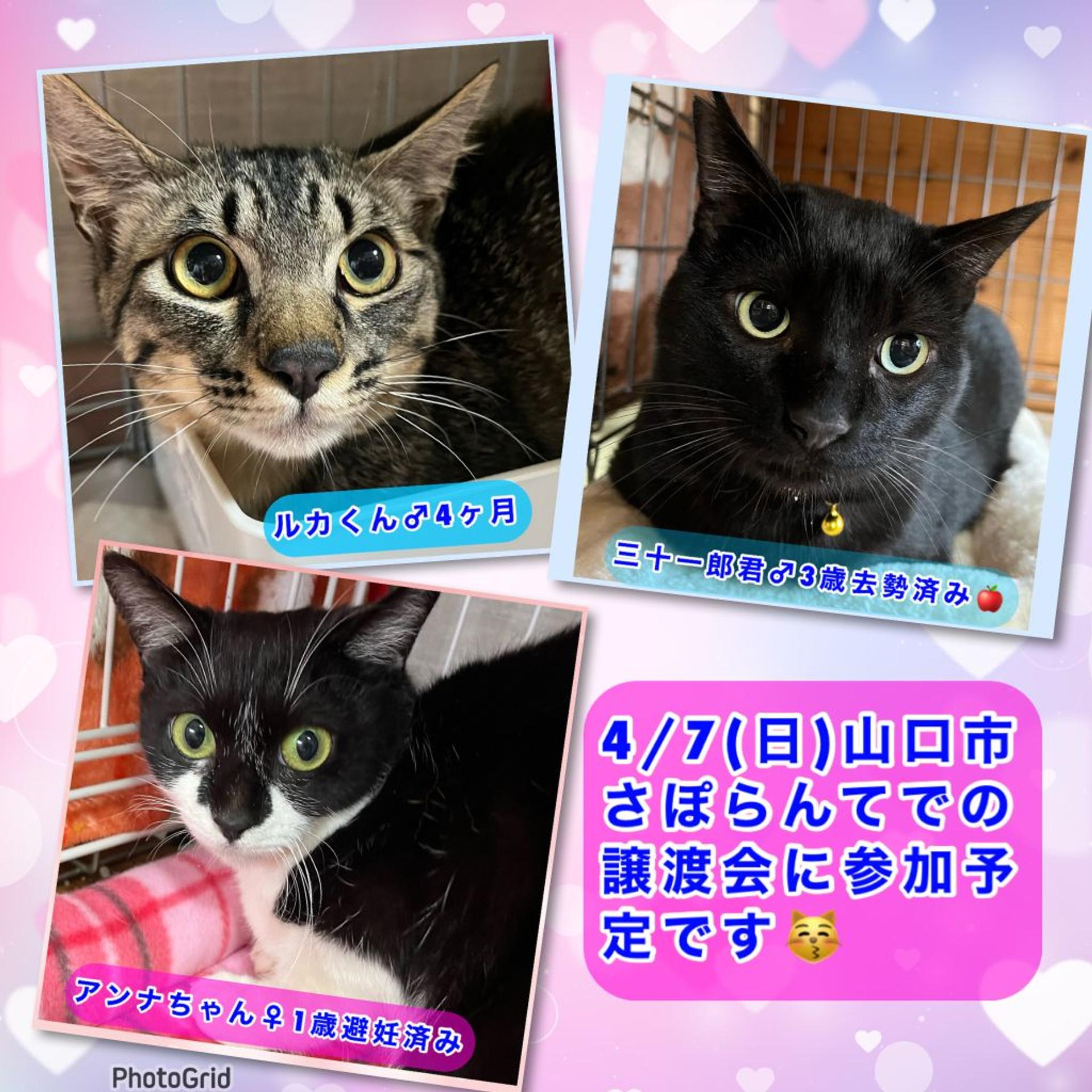 pet-image-5