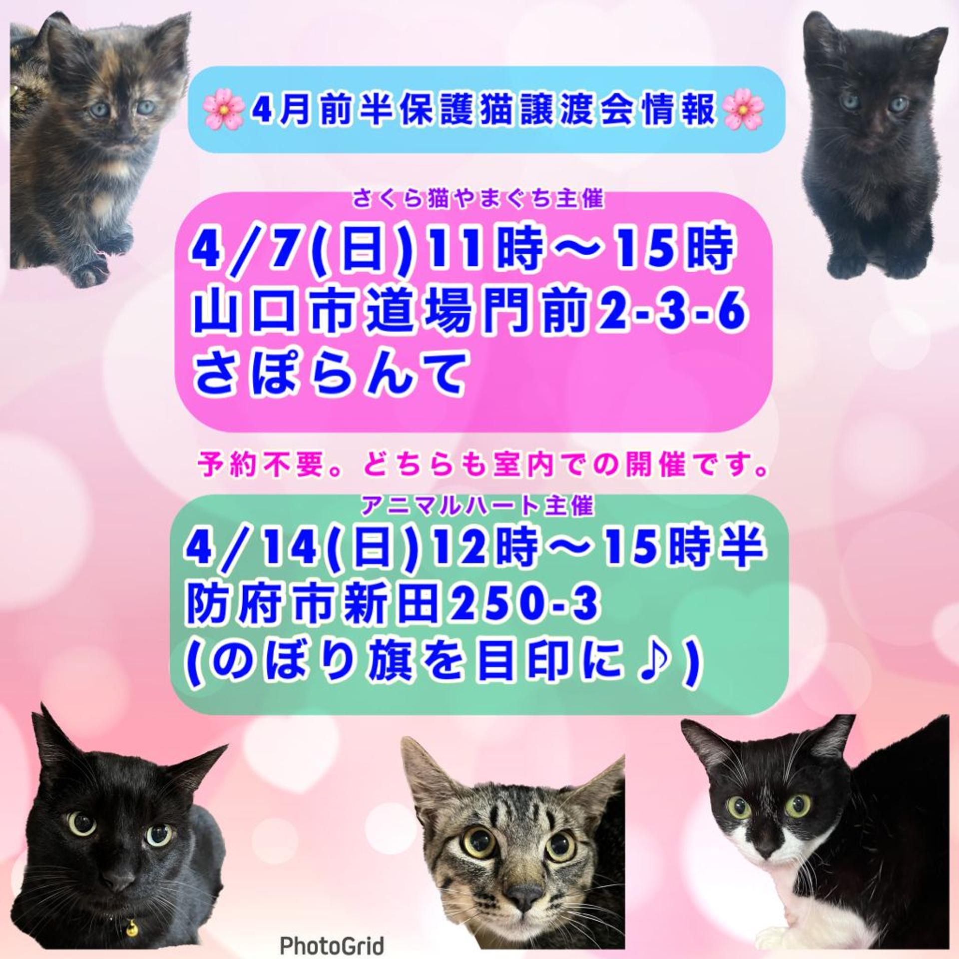 pet-image-6